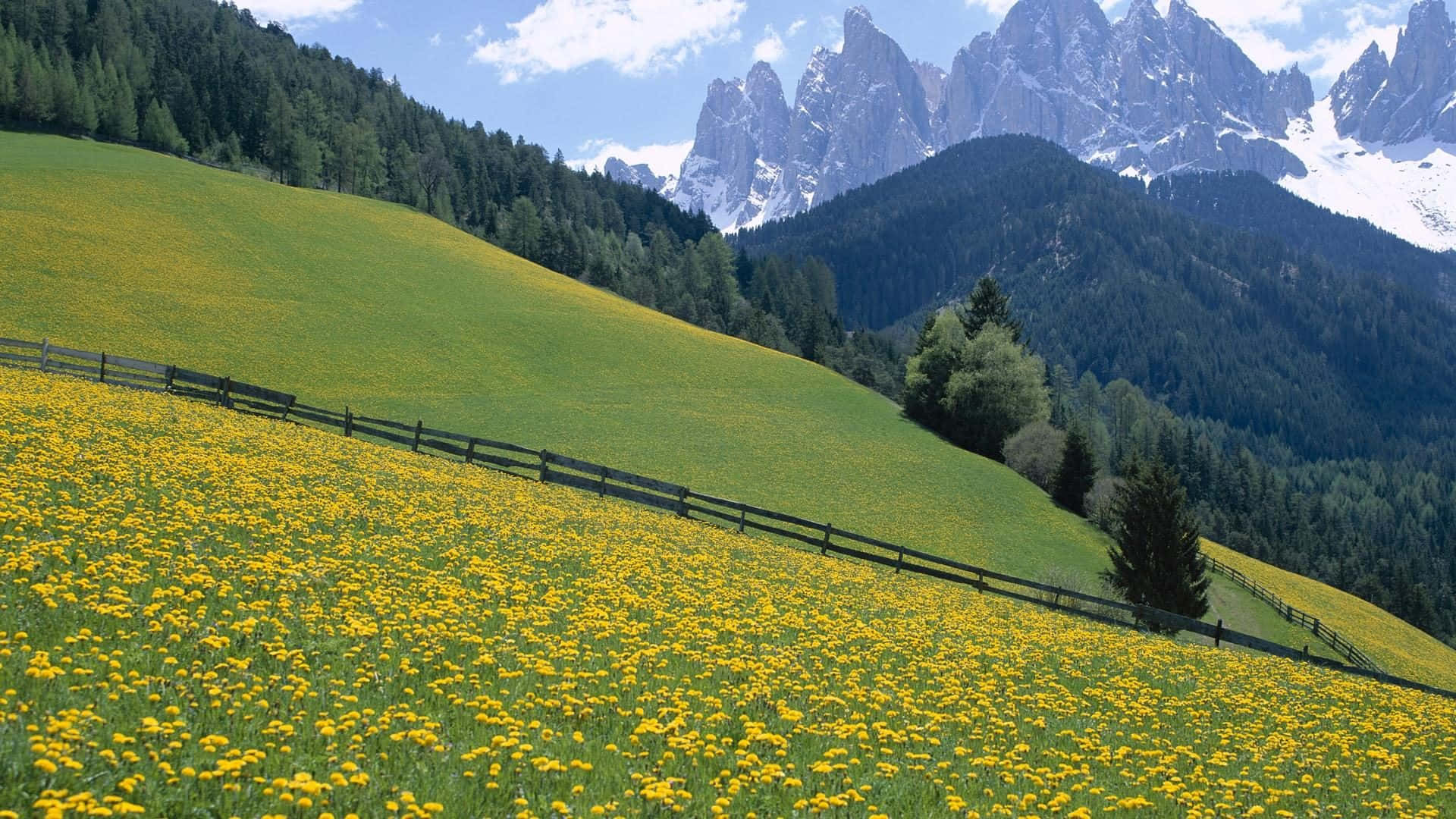 Wild Flower In Meadows 桌布 壁紙 — 一片充滿活力的黃色野花田在陽光明媚的綠色山坡上延伸，帶有木柵欄，以高聳的雪山和茂密的森林為框架，在明亮的藍天下。
