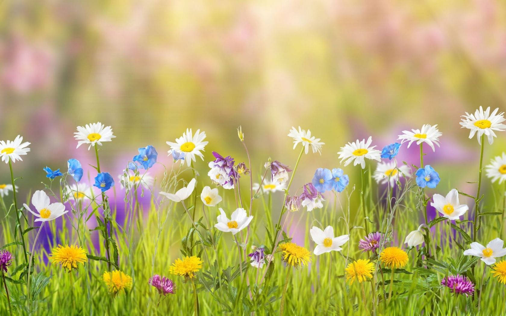 Spring Aesthetic 桌布 壁紙 — 一片充滿雛菊、藍鈴花和黃色蒲公英的 vibrant 草地，沐浴在柔和的金色陽光下。