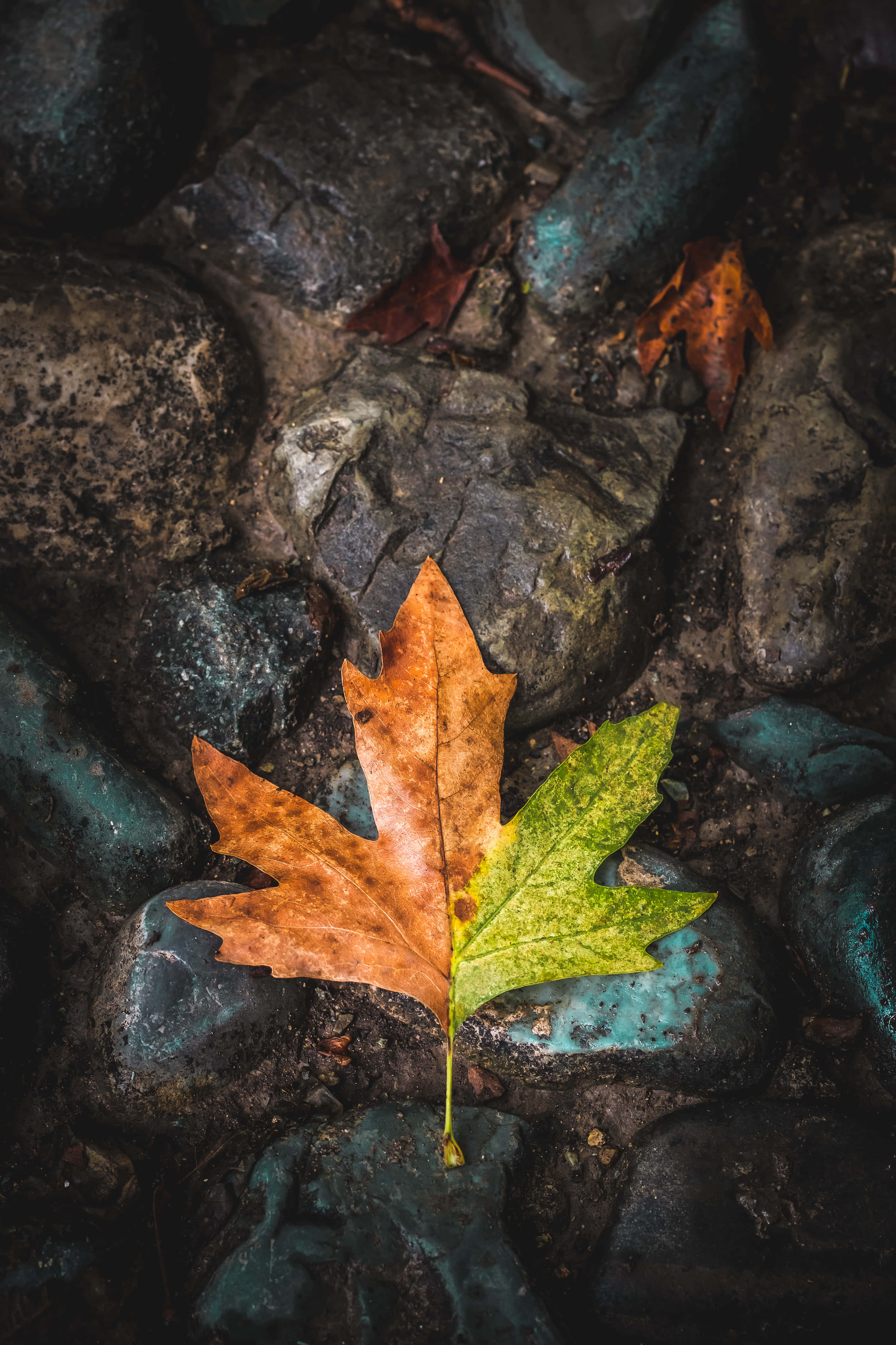 Autumn Leaf 桌布 壁紙 — 一片半棕半綠的秋葉躺在深色濕石上。
