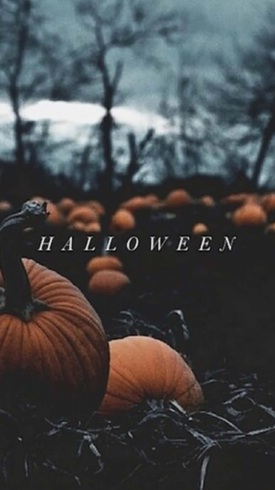 南瓜 桌布 壁紙 — 一片南瓜田，陰沉天空下，光禿樹木，疊加著halloween字樣。