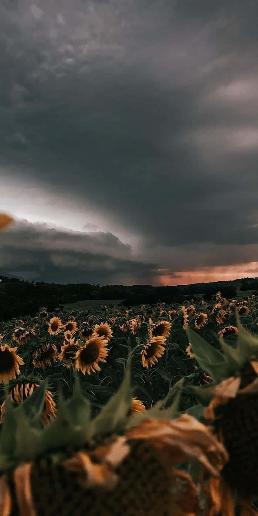 Sunflower Aesthetic iPhone 桌布 壁紙 — 一片向日葵田，上方是戲劇性的暴風雨天空，烏雲密布，地平線上有夕陽餘暉。
