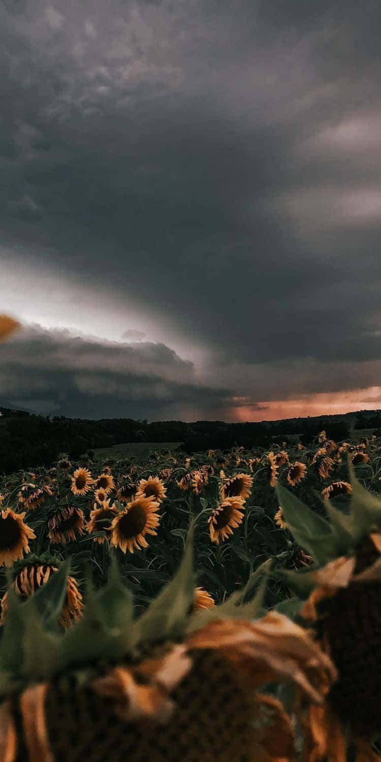 Flowers 桌布 壁紙 — 一片向日葵田，上方是戲劇性的暴風雨天空，橙色夕陽色調穿透烏雲。