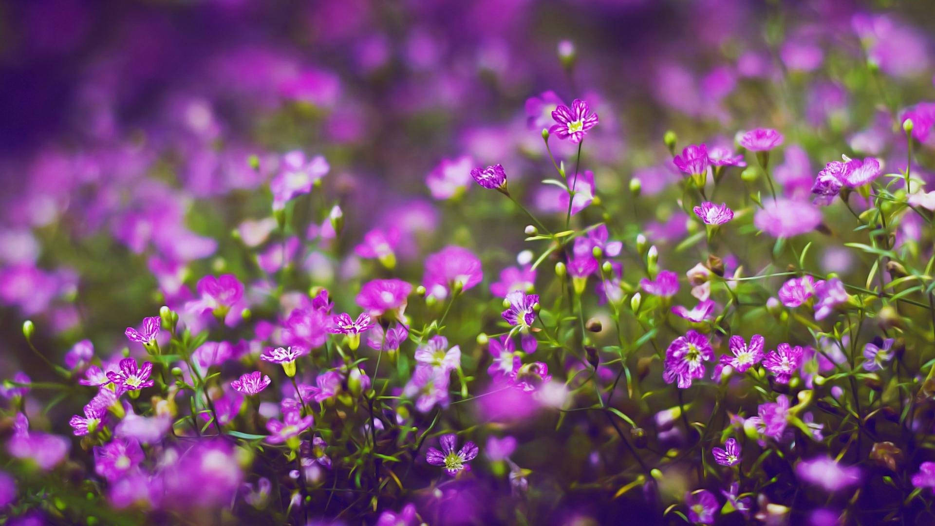 Purple Flower Desktop 桌布 壁紙 — 一片夢幻的田野，充滿鮮豔的紫色野花，帶有柔軟的綠色莖幹和模糊的背景。