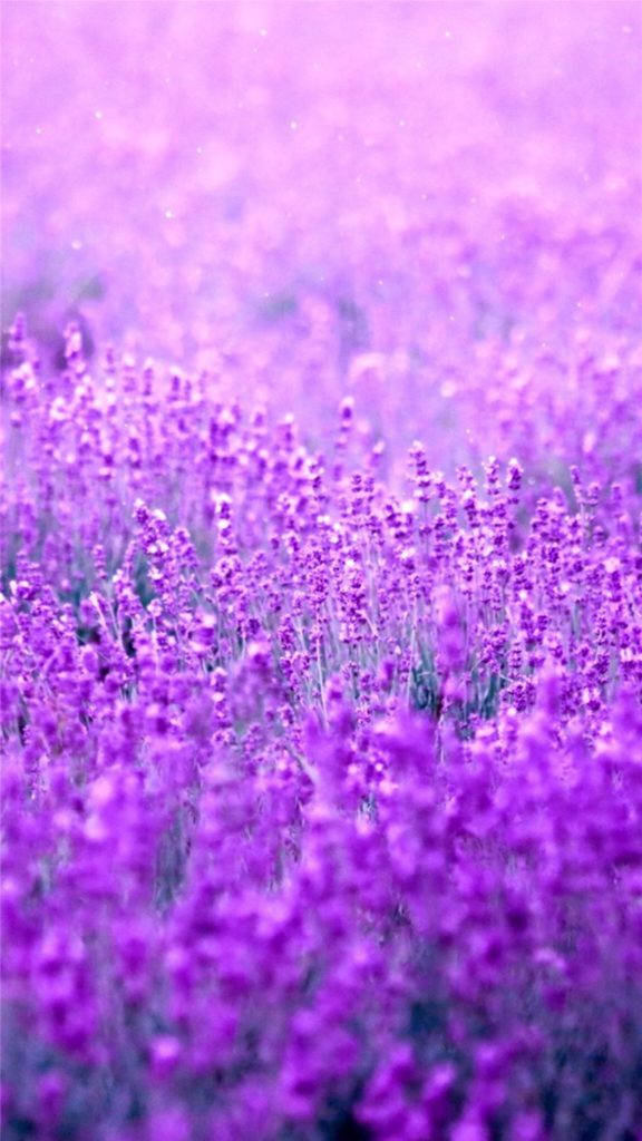 Purple Flower 桌布 壁紙 — 一片夢幻的薰衣草花田，沐浴在柔和的紫色光線中，帶有輕柔的散景和閃爍的粒子。