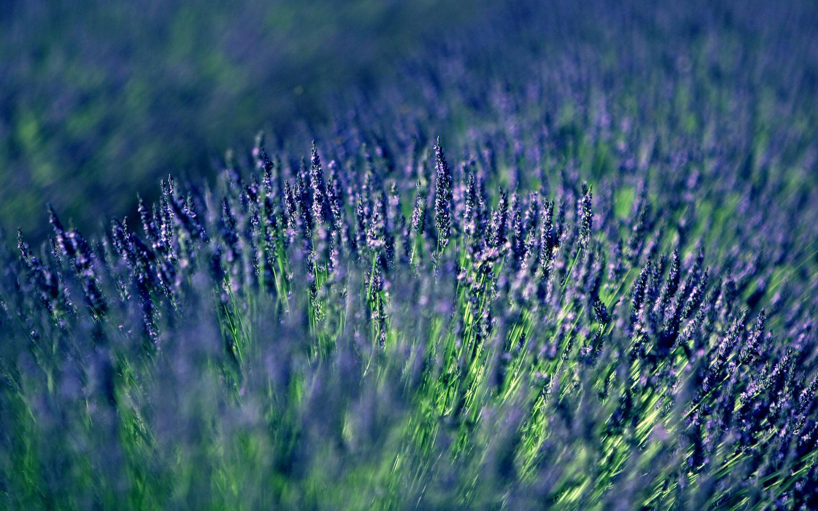Lavender 桌布 壁紙 — 一片夢幻的薰衣草花田在清涼的藍天下輕輕搖曳，呈現柔和焦點。