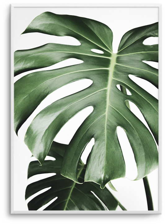 Palm Leaf 桌布 壁紙 — 一片大型有光澤的龜背竹葉的特寫，帶有深綠色葉脈，背景為純白色。