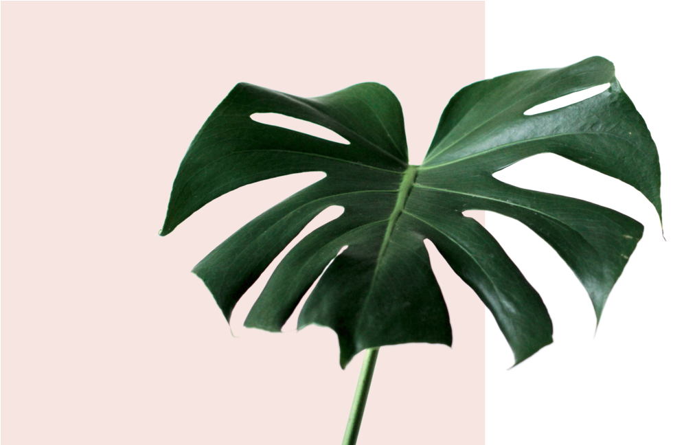 Monstera Plant 桌布 壁紙 — 一片大型深綠色龜背竹葉，帶有自然裂縫，立於柔粉色與純黑色分割的背景前。