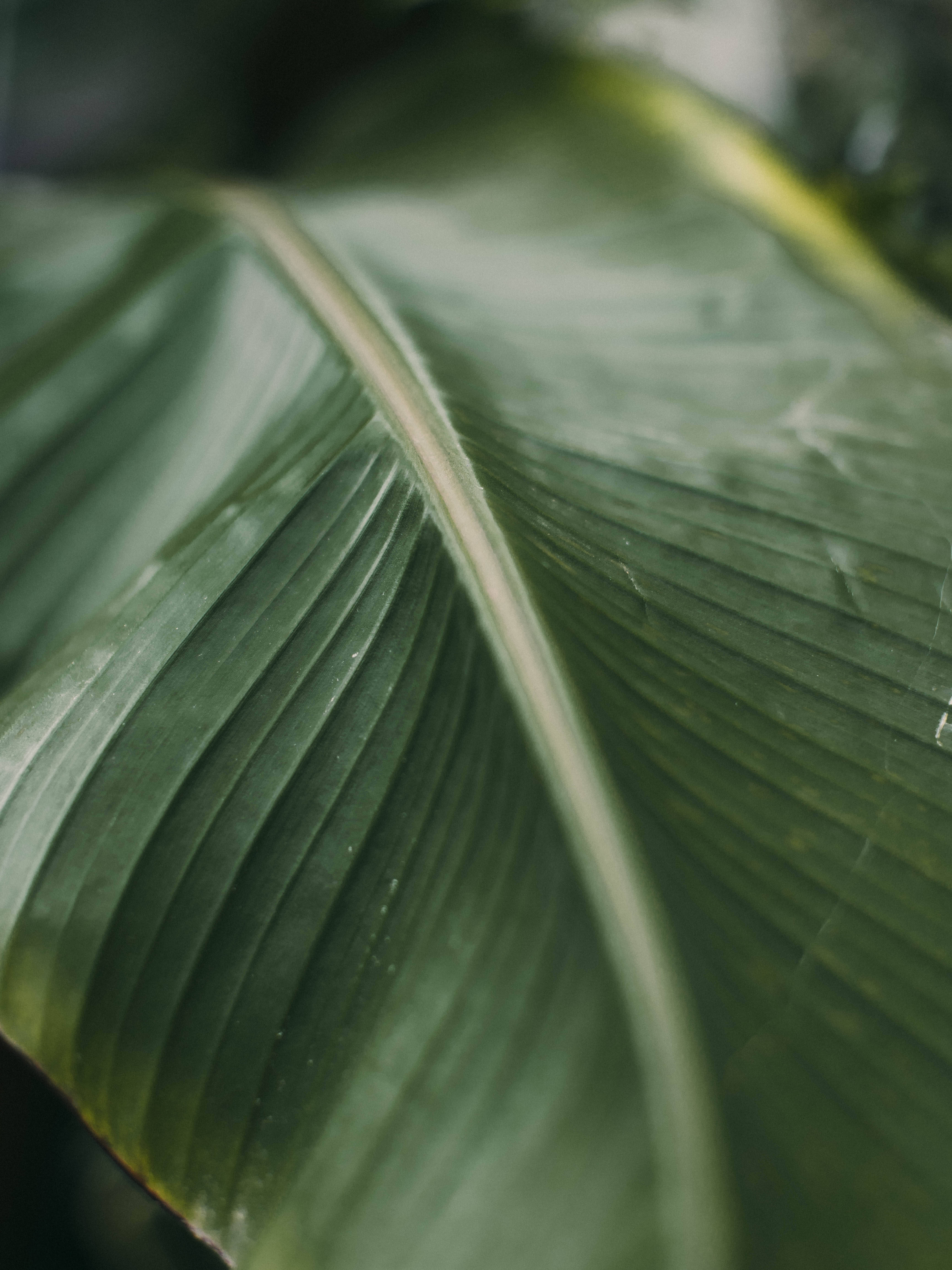 Banana Leaf 桌布 壁紙 — 一片大綠葉的特寫，帶有突出的葉脈和柔和自然光。