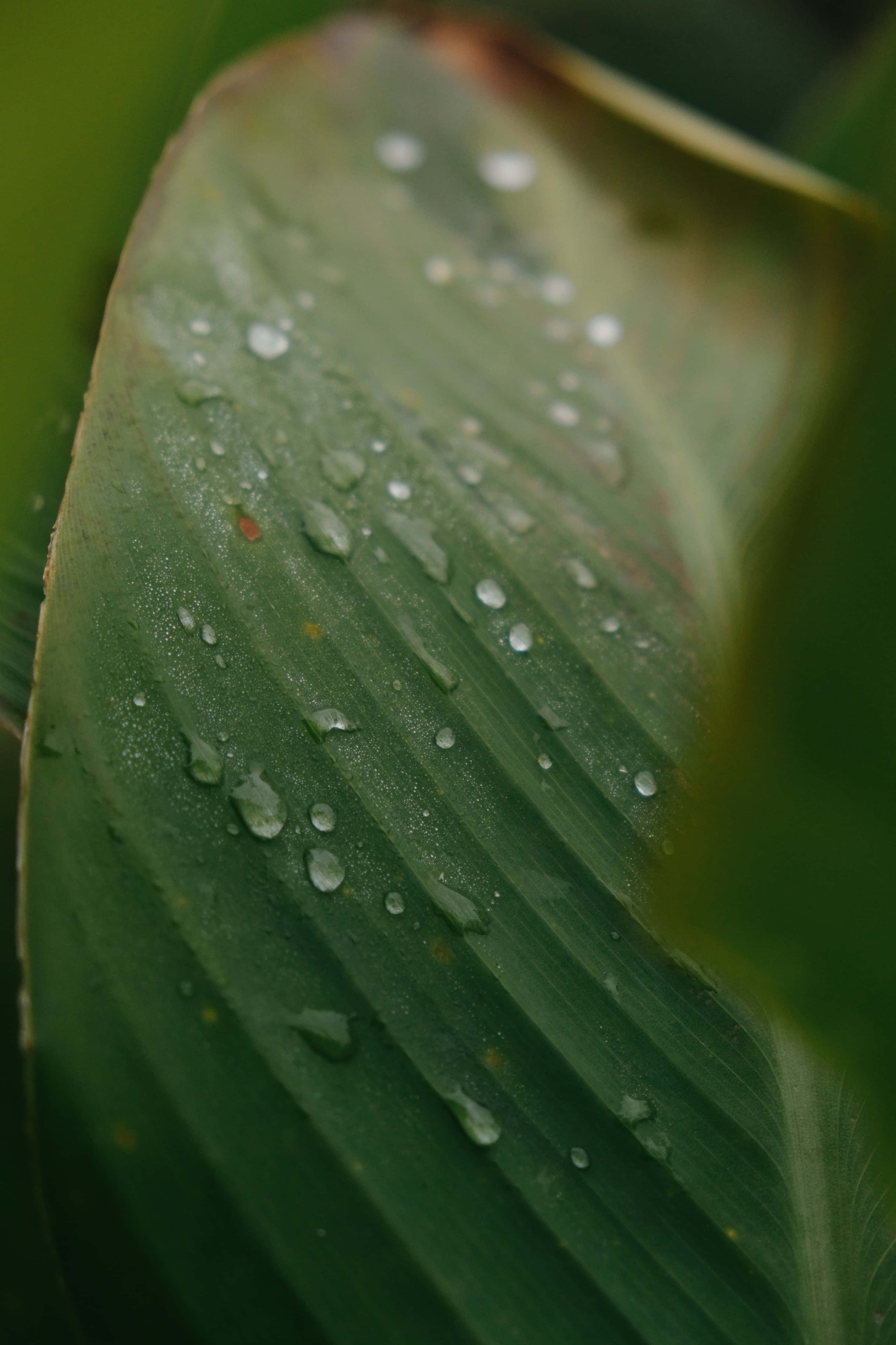 Banana Leaf 桌布 壁紙 — 一片大綠葉的特寫，閃爍的水珠依附在其有紋理的表面上。