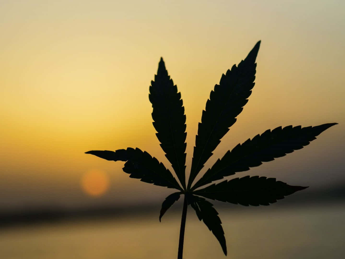 大麻 桌布 壁紙 — 一片大麻葉剪影，映襯著溫暖的金色日落天空，背景帶有柔和散景效果。