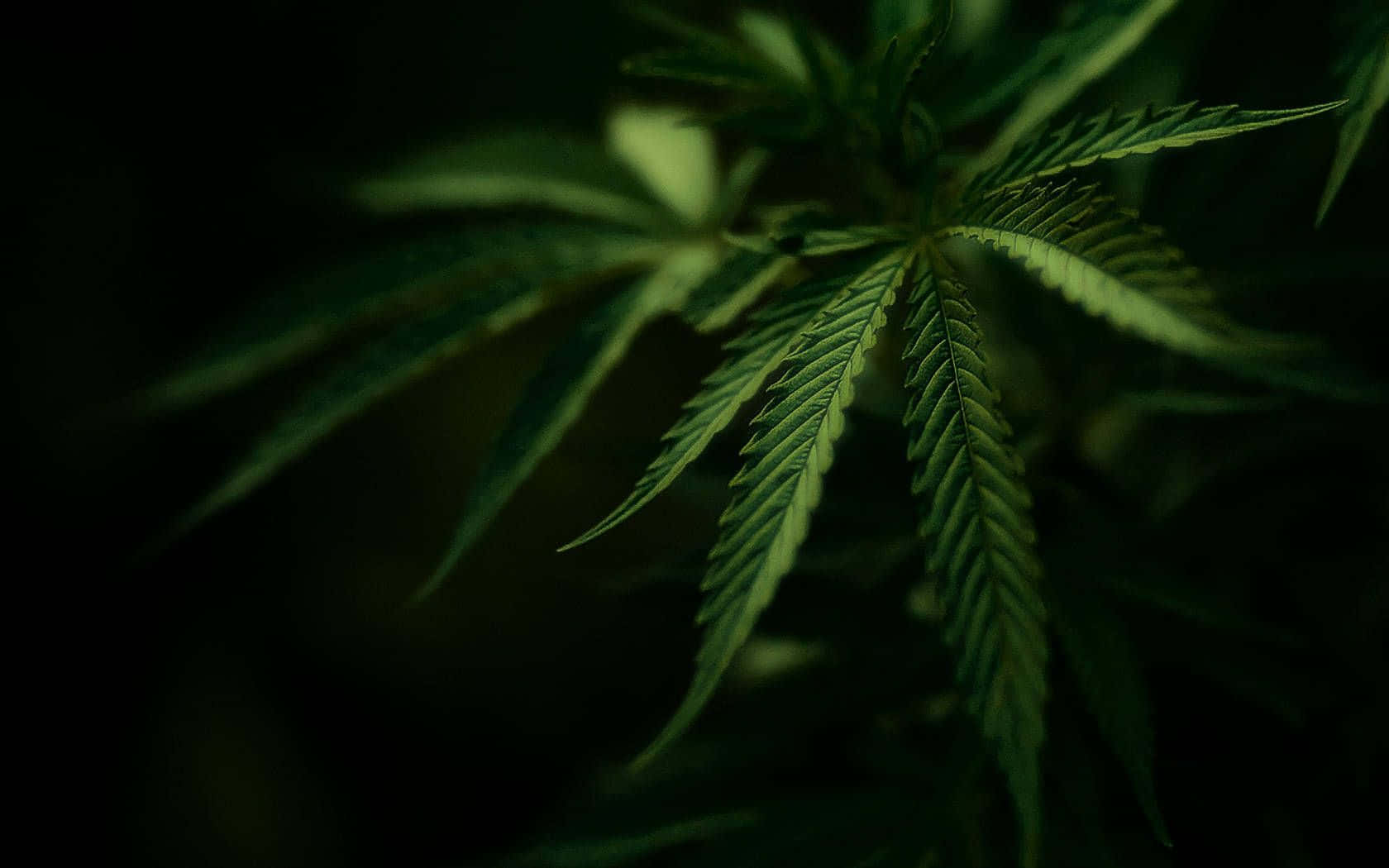 Pot Leaf 桌布 壁紙 — 一片大麻葉在深黑色背景前發出鮮豔的綠色光芒，形成戲劇性的特寫。