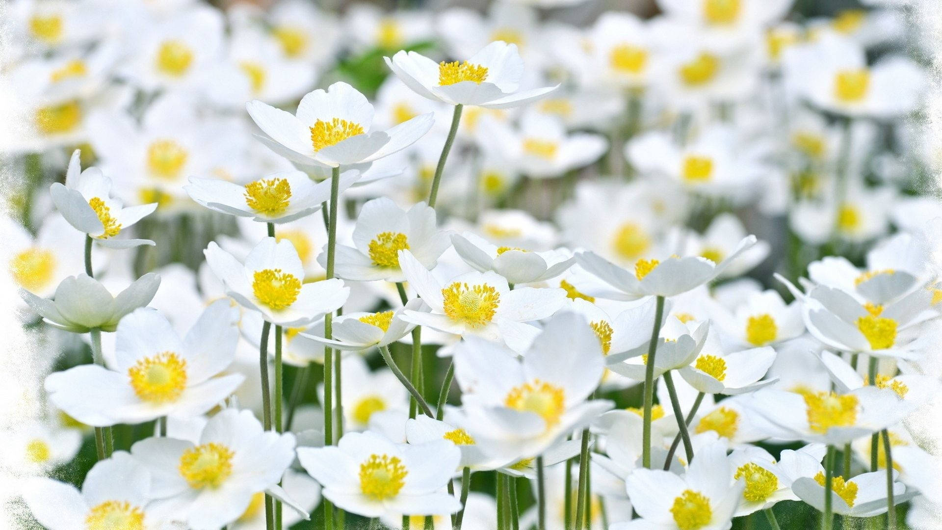 Flowers 桌布 壁紙 — 一片嬌嫩的白花，帶有明亮的黃色花心，在柔和自然光中輕輕搖曳。