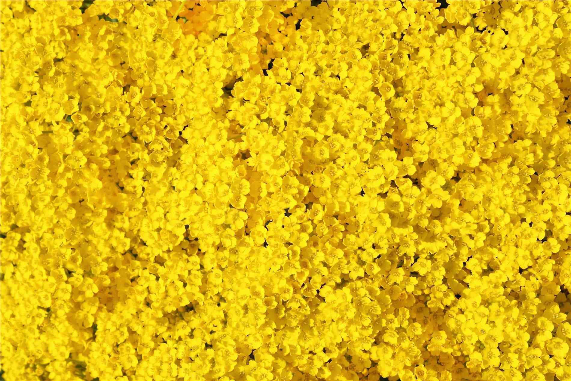 Flowers 桌布 壁紙 — 一片密密麻麻的細小亮黃色花朵，在明亮的陽光下形成充滿活力的紋理地毯。