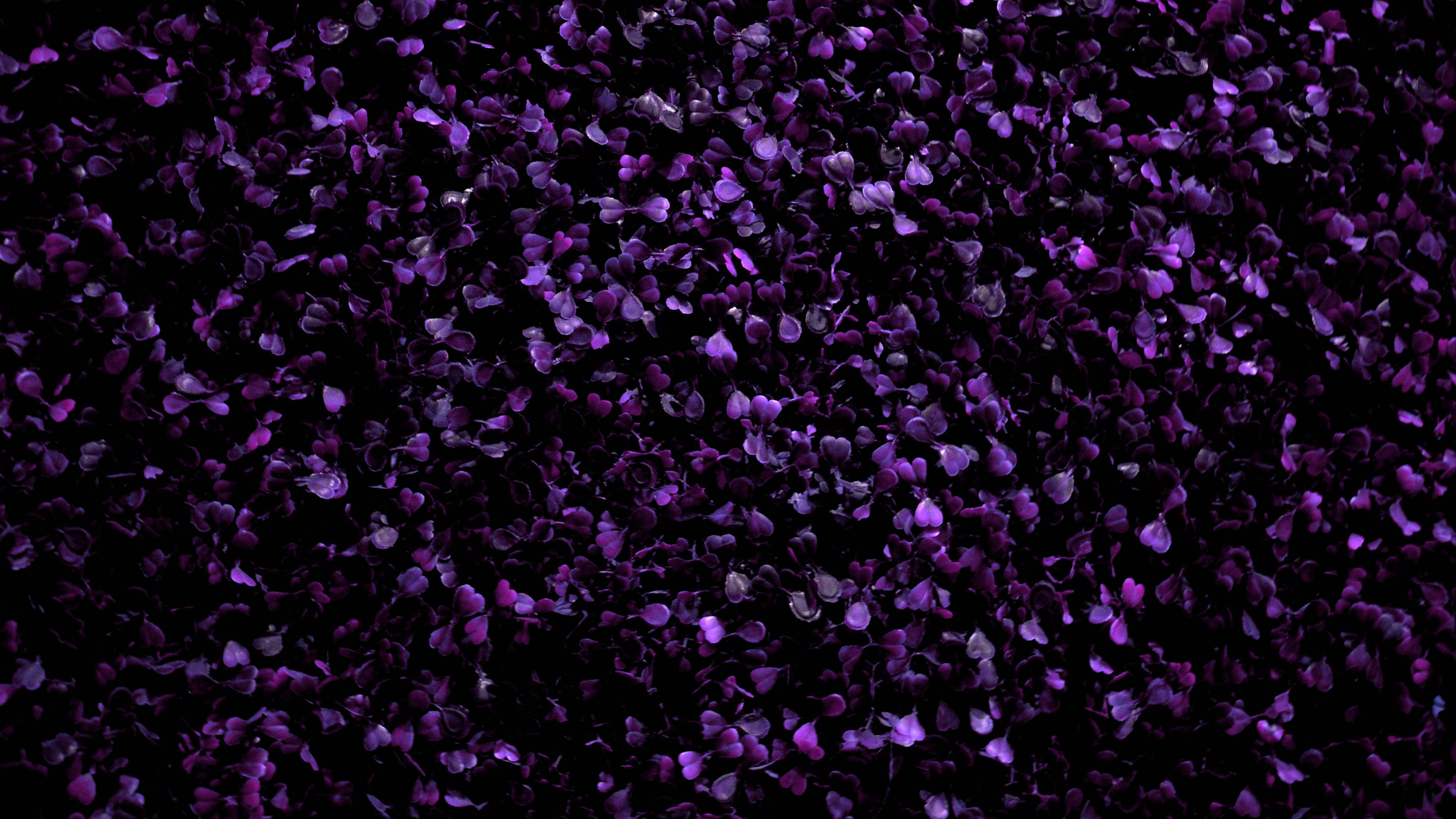 Purple Flower 桌布 壁紙 — 一片密集的深紫色花瓣散落在黑色背景上，形成豐富的紋理圖案。