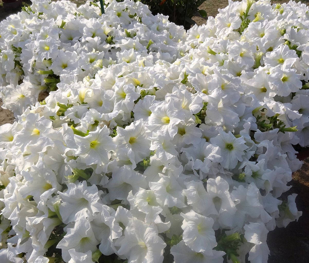 花 桌布 壁紙 — 一片密集的白色矮牽牛花，帶有黃色中心，在明亮的陽光下盛開。