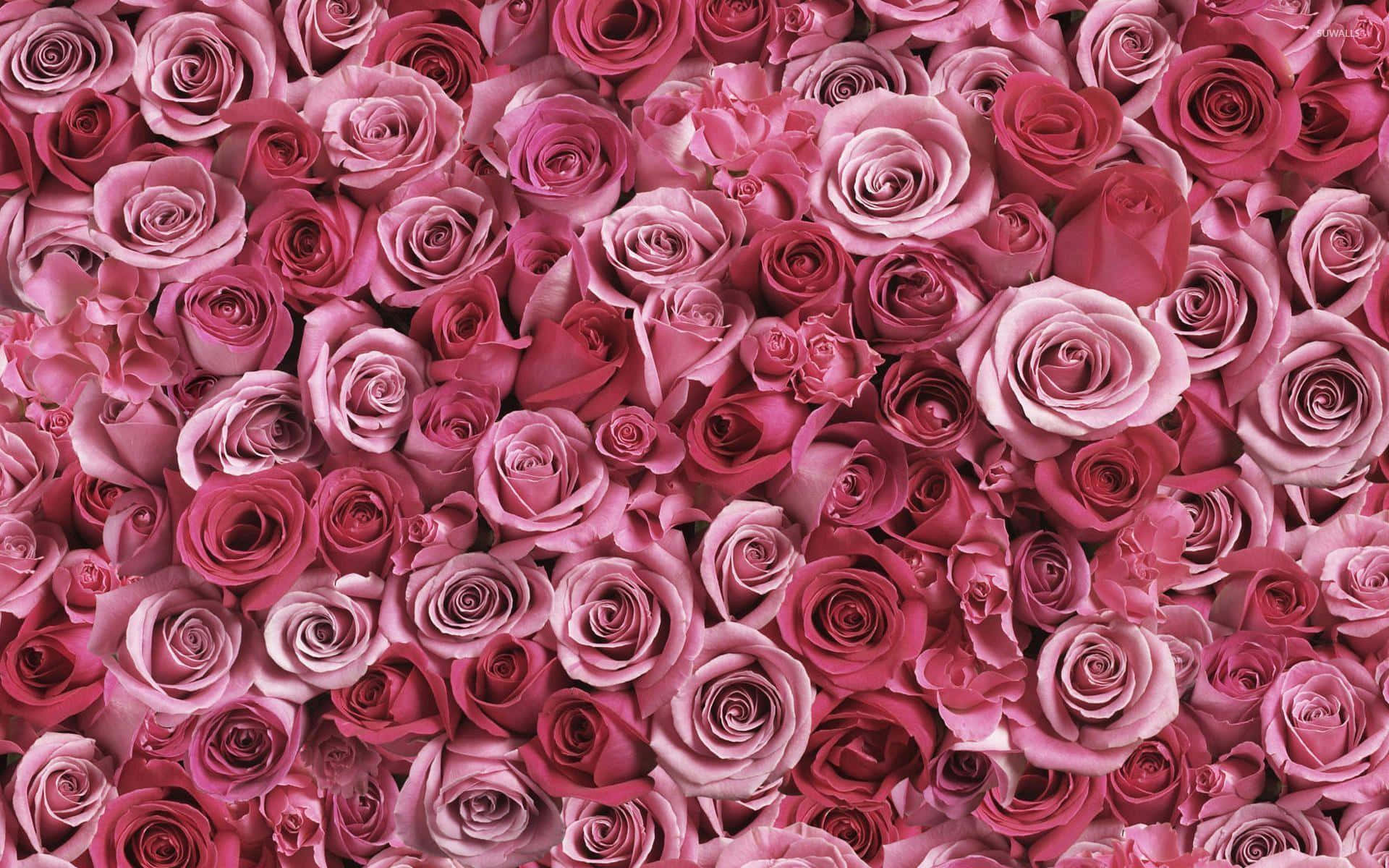 Pink Rose 桌布 壁紙 — 一片密集的粉紅玫瑰，色調從柔和的胭脂粉到深洋紅色，營造出茂盛浪漫的花牆。