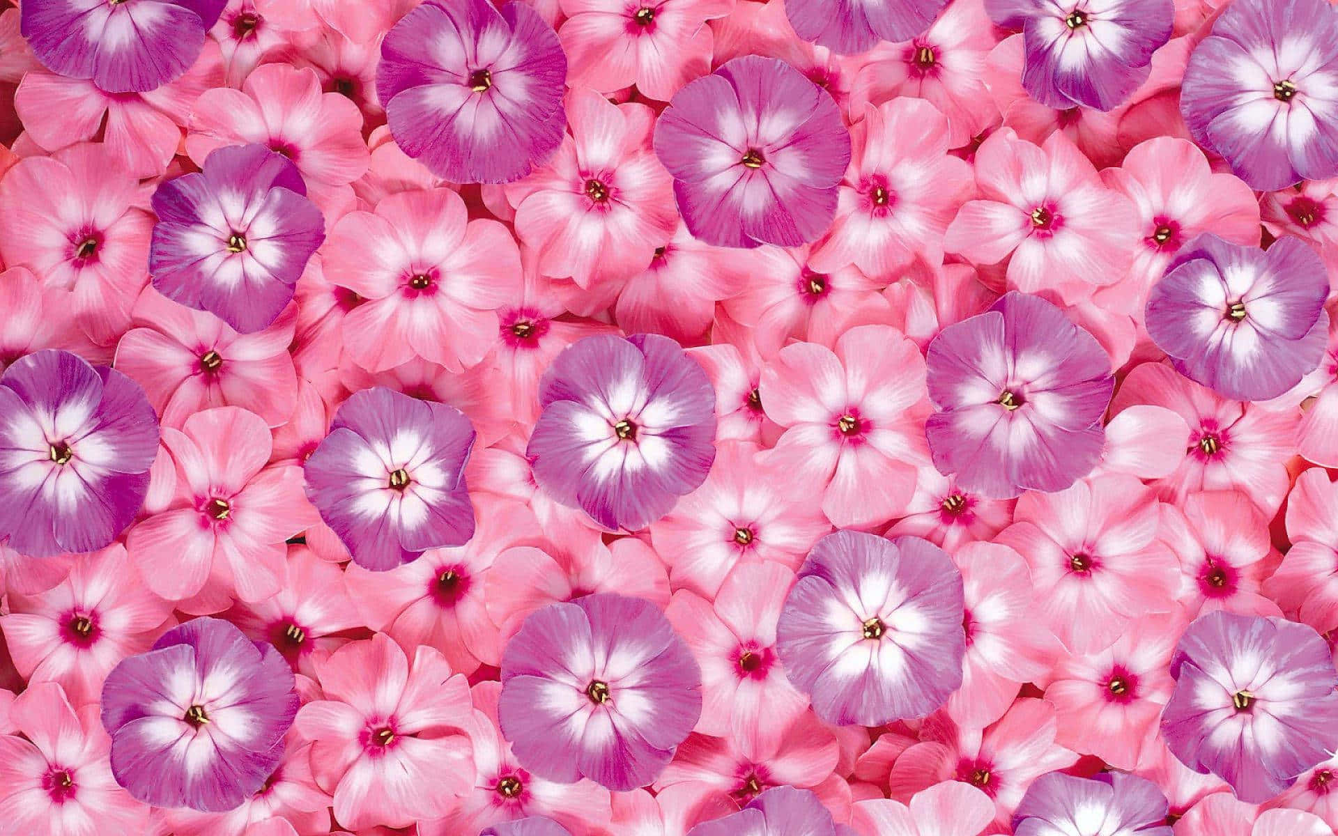 Flower Petals 桌布 壁紙 — 一片密集的粉紅色和紫色福祿考花，白色中心，形成柔軟有紋理的花卉圖案。