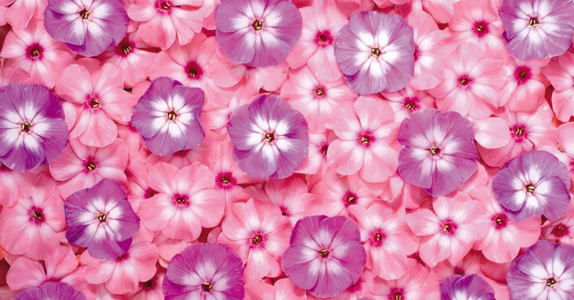 Pink Flowers 桌布 壁紙 — 一片密集的粉紅色和紫色福祿考花田，花朵中心白色，在柔和自然光中盛開。
