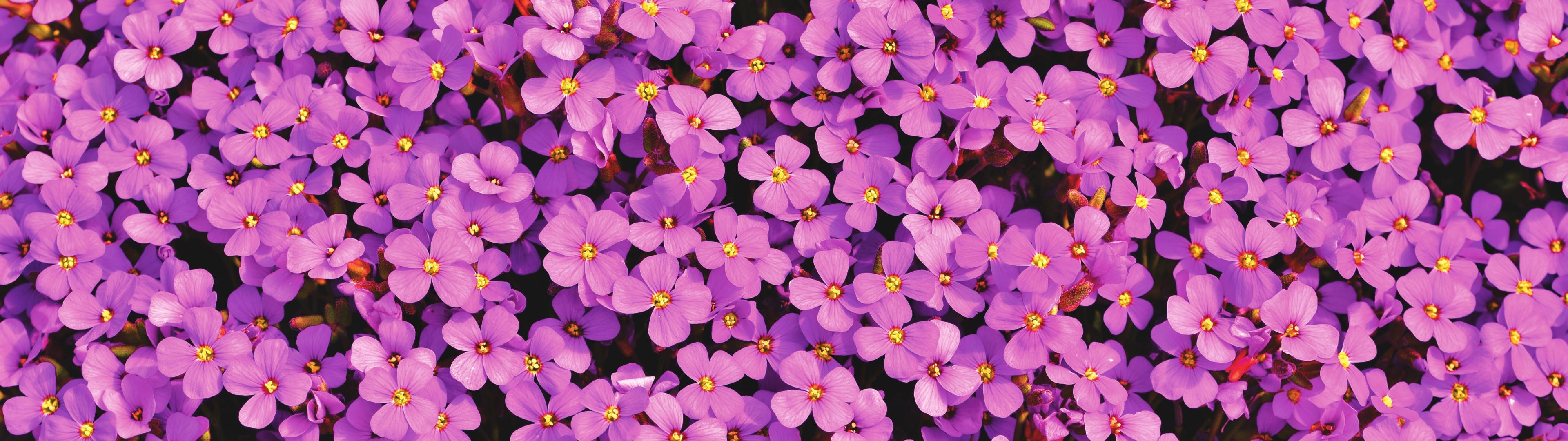 Purple Flowers 桌布 壁紙 — 一片密集的細小紫色花朵，帶有黃色中心，盛開成充滿活力的自然地毯。