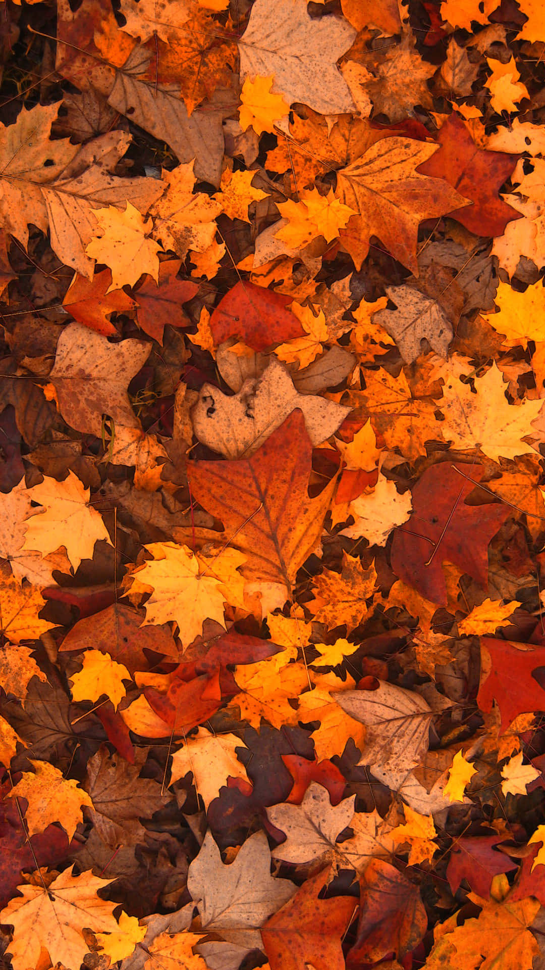 Fallen Leaves 桌布 壁紙 — 一片密集的落葉楓葉地毯，以火熱的橙紅和金黃色調覆蓋森林地面。