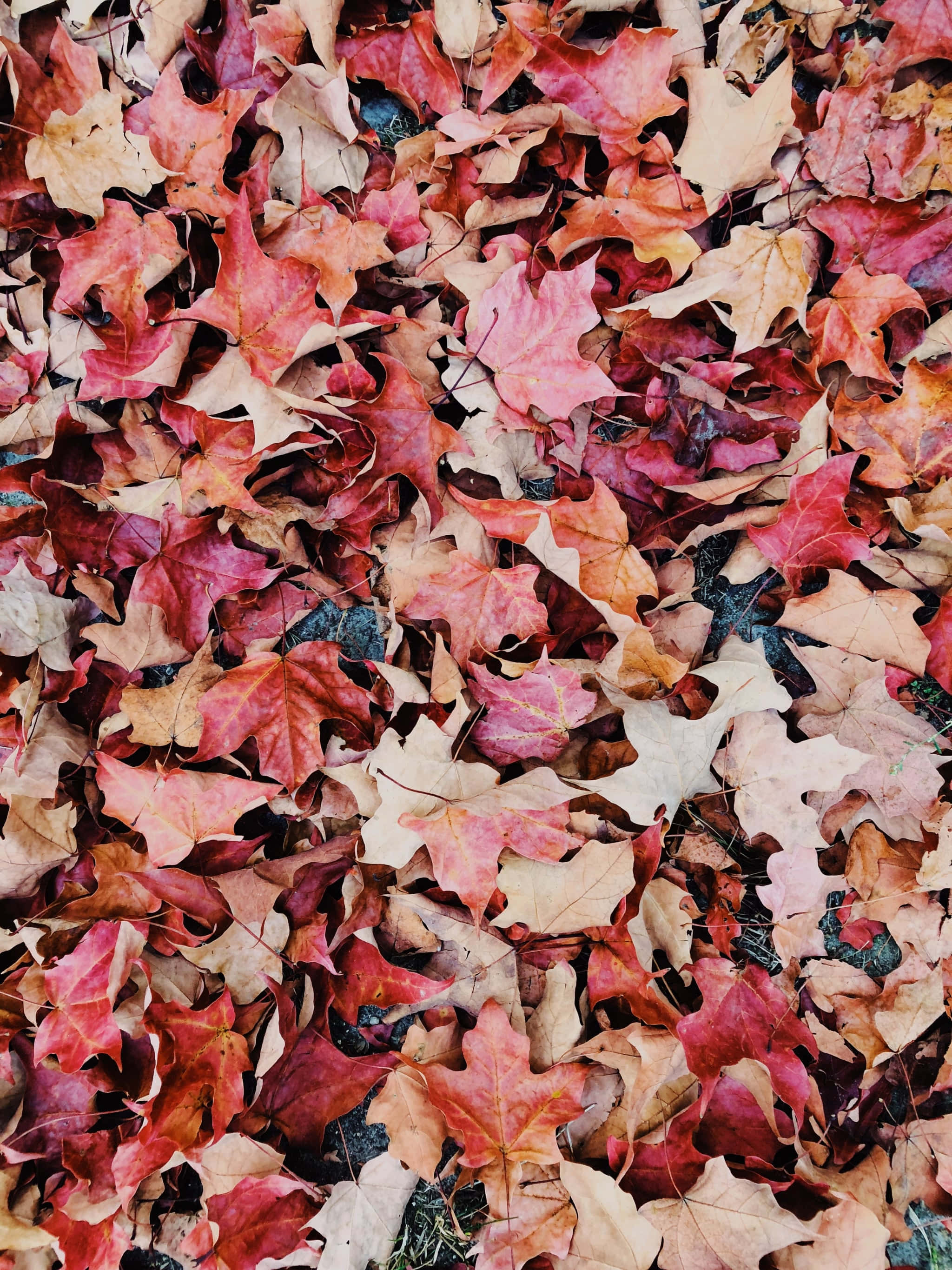 Fall 桌布 壁紙 — 一片密集的落葉楓葉地毯，以鮮豔的紅色、橙色和棕色覆蓋著清爽的秋日地面。