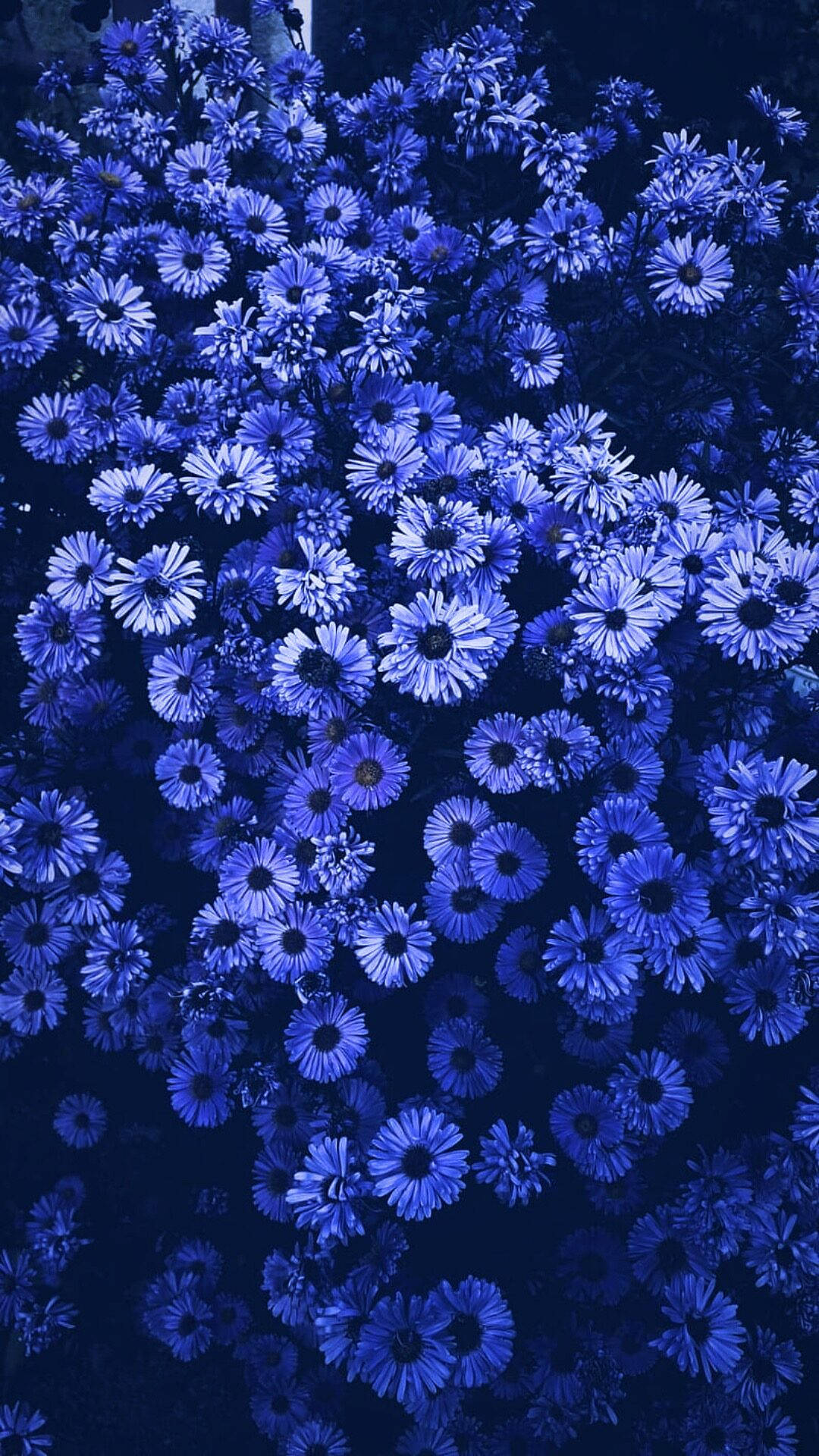 Aesthetic Purple Flower 桌布 壁紙 — 一片密集的藍色雛菊，帶有深色花心，在涼爽的暮光下綻放。