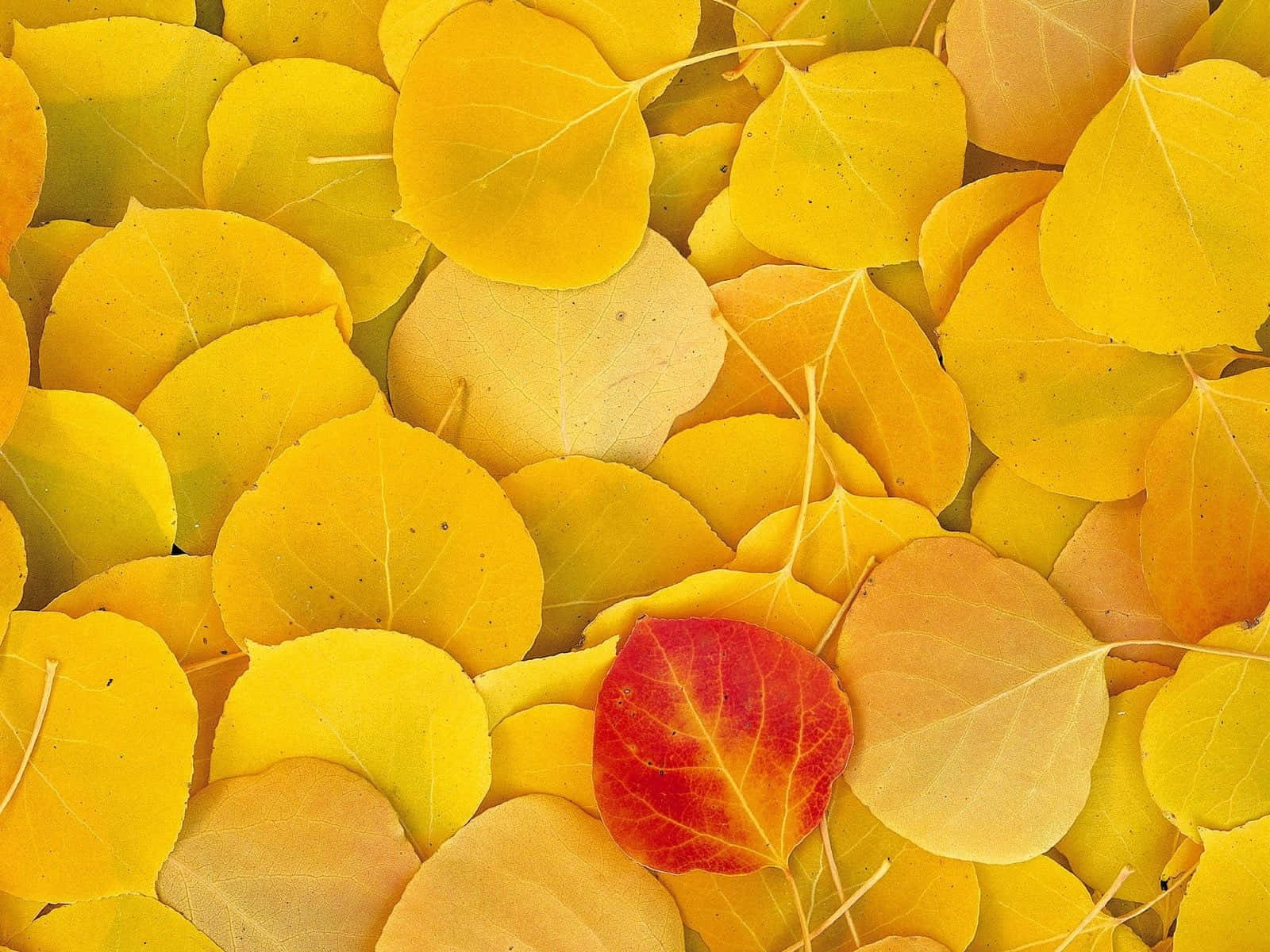 Yellow Leaves 桌布 壁紙 — 一片密集的金色白楊樹葉地毯，其中一片鮮紅的樹葉在秋日陽光下格外突出。