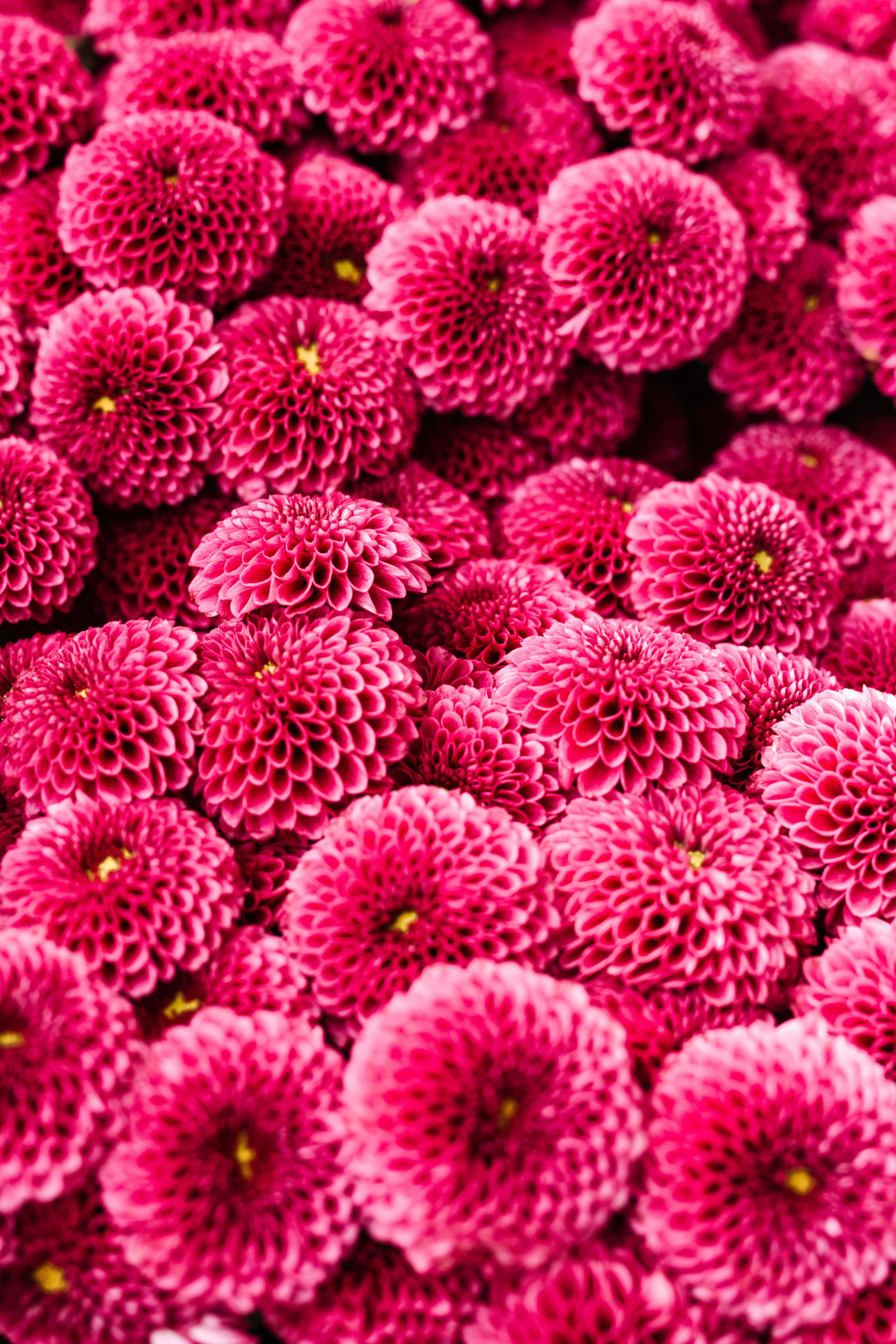 Hot Pink 桌布 壁紙 — 一片密集的鮮粉紅色大麗花，花瓣層層疊疊，花心黃色。