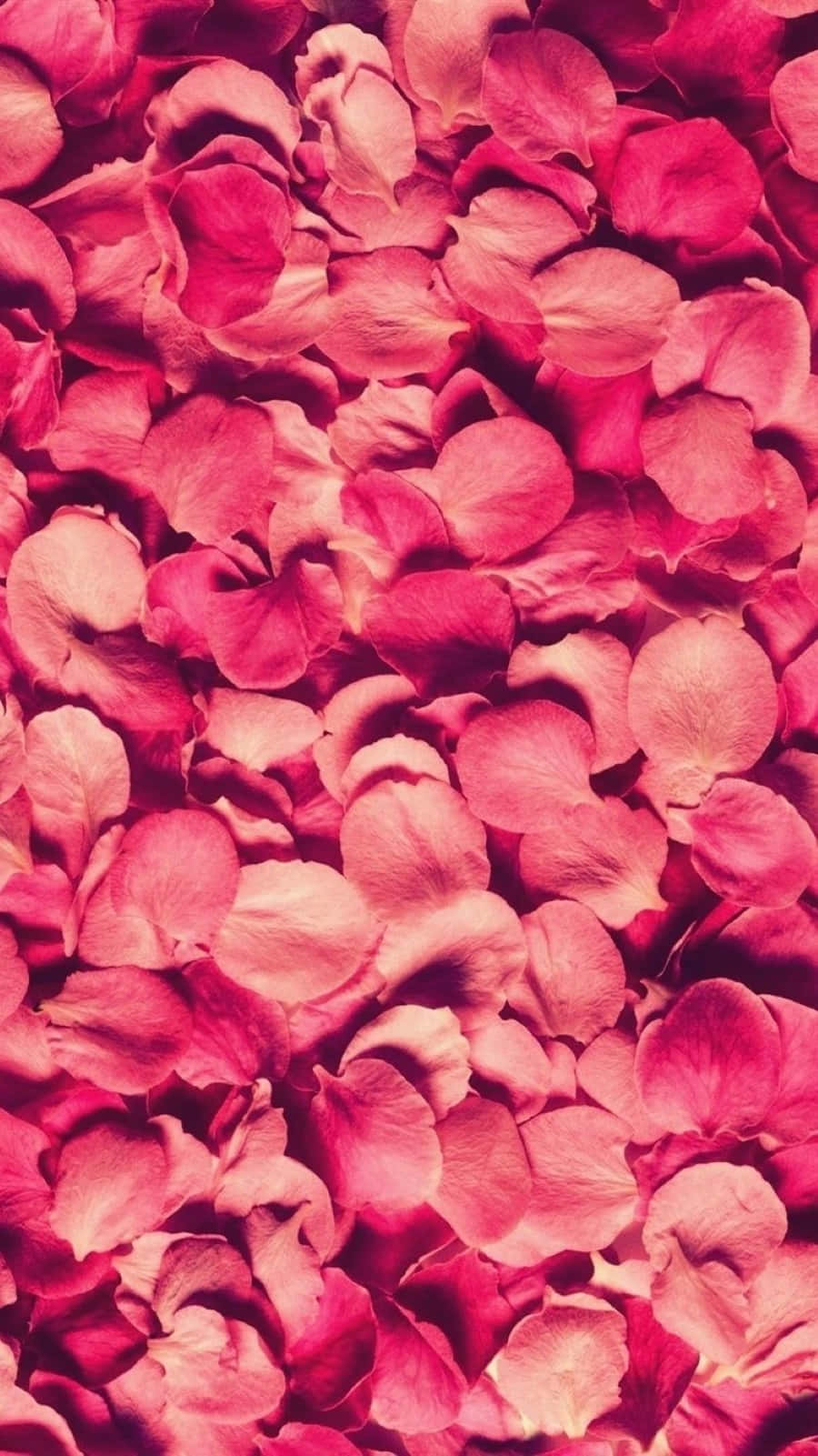 Rose Petal 桌布 壁紙 — 一片密集的鮮粉紅色玫瑰花瓣地毯，帶有柔和漸變和細膩質感。