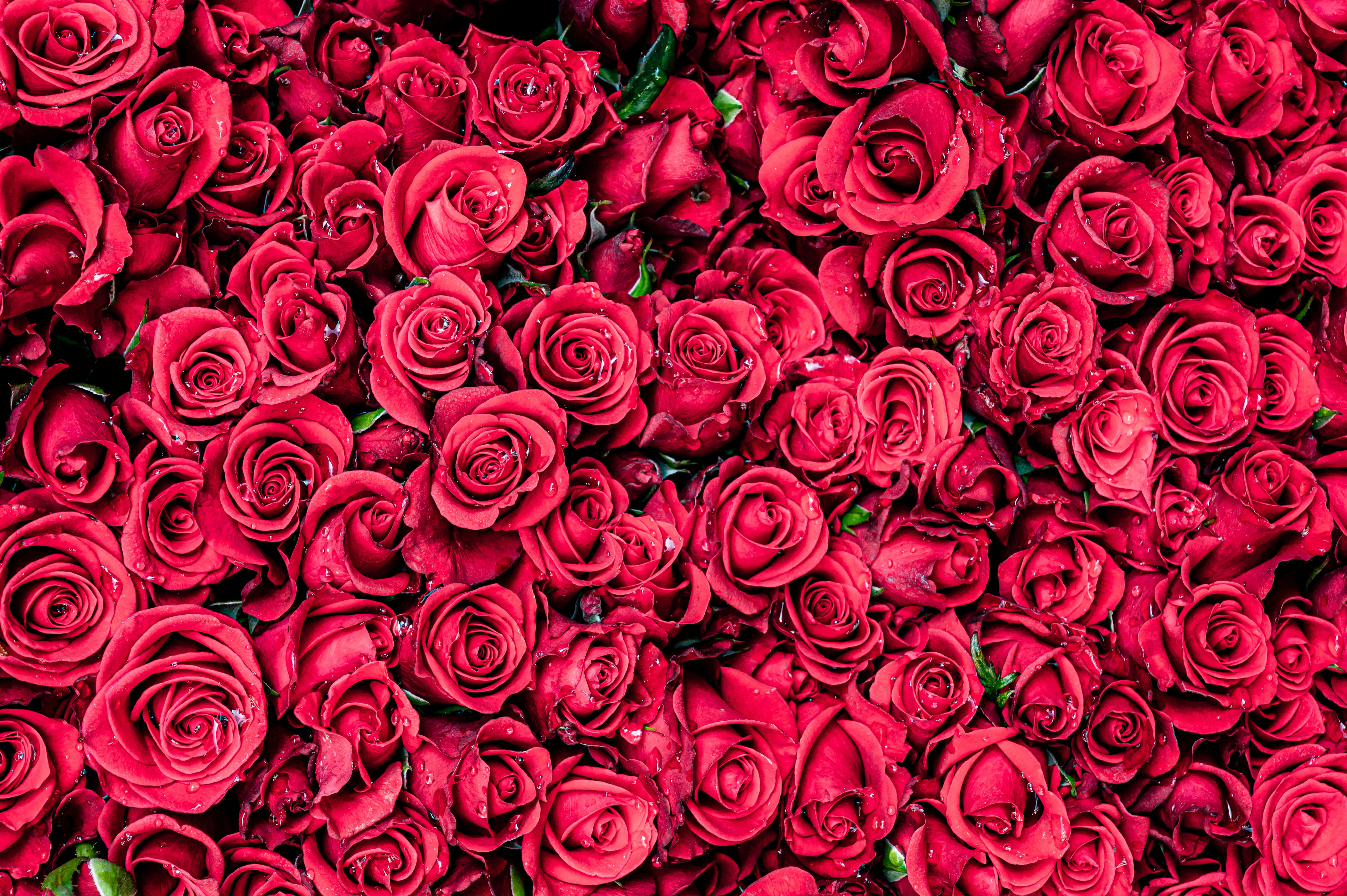 Valentines Day Roses 桌布 壁紙 — 一片密集的鮮紅玫瑰，在柔和光線下閃爍著露珠。
