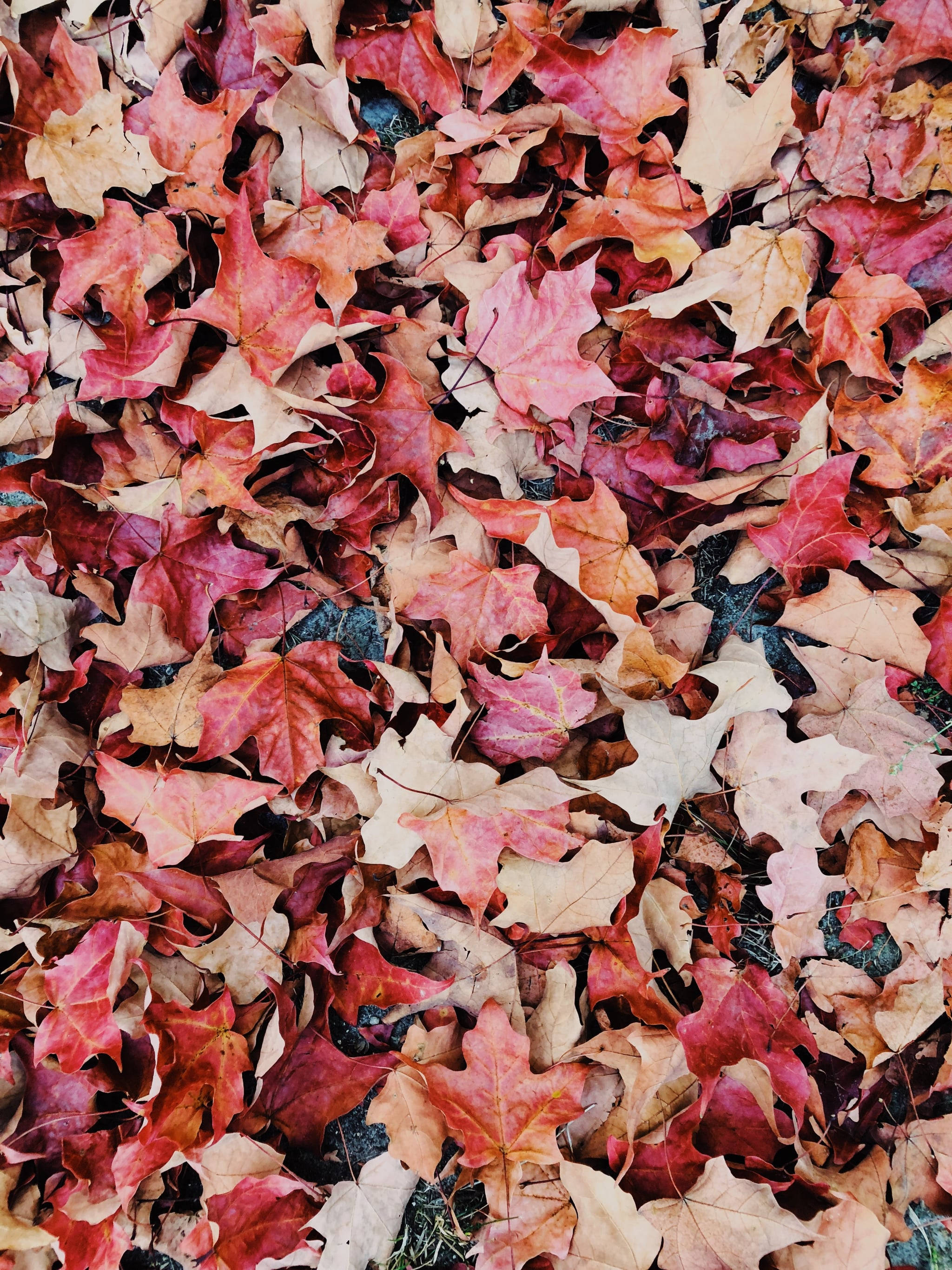 高清 桌布 壁紙 — 一片密集的鮮紅色、橙色和米色楓葉地毯，覆蓋在清爽的秋日地面上。