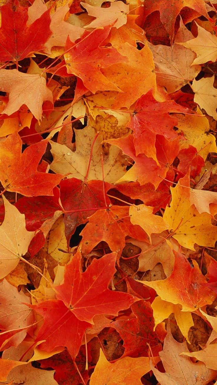 桌布 壁紙 — 一片密集的鮮紅色、橙色和黃色楓葉地毯，呈現清晰的秋日色調。