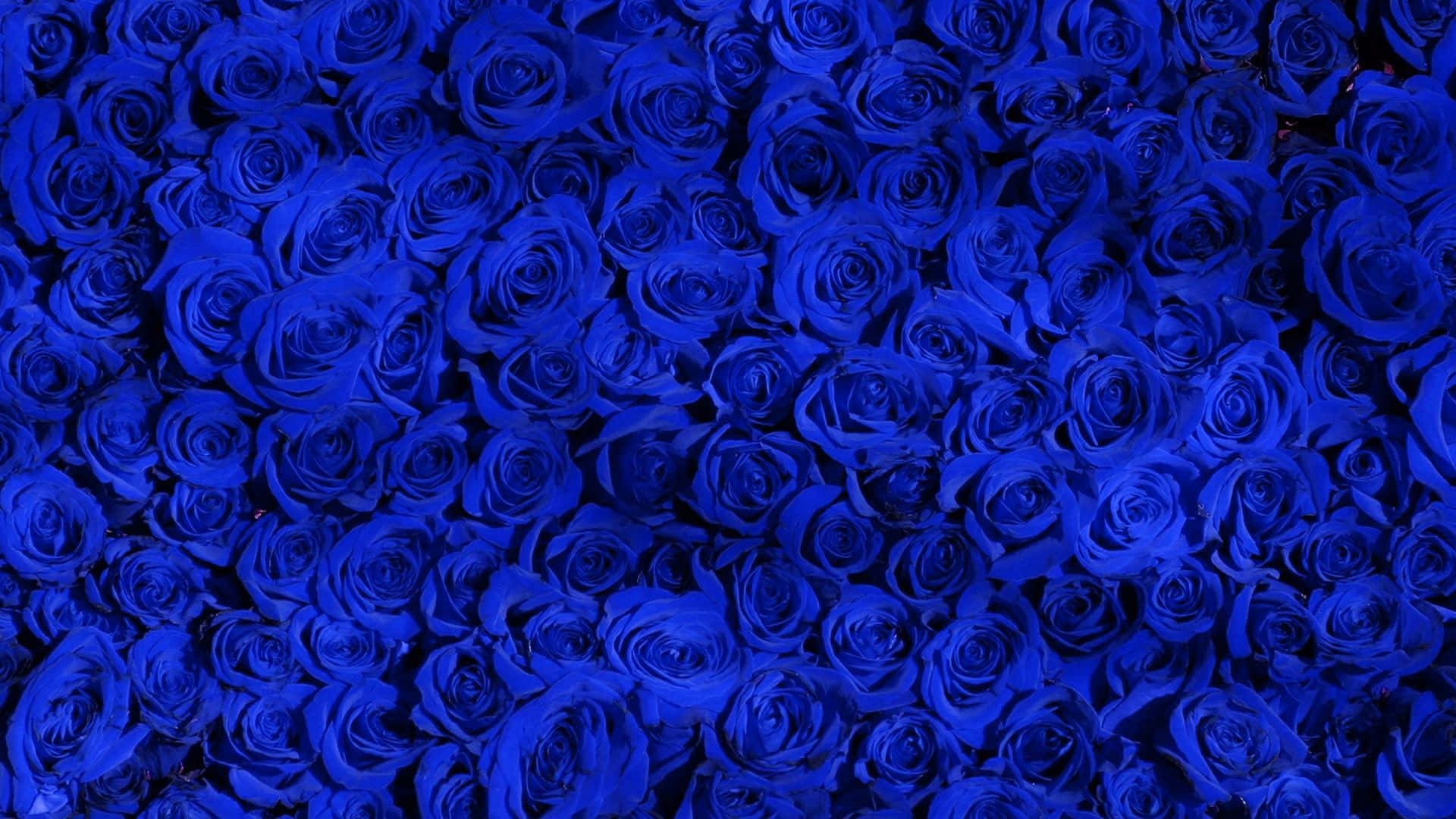 Rose Pattern 桌布 壁紙 — 一片密集的鮮藍玫瑰充滿畫面，帶有豐富的天鵝絨花瓣和深邃陰影。