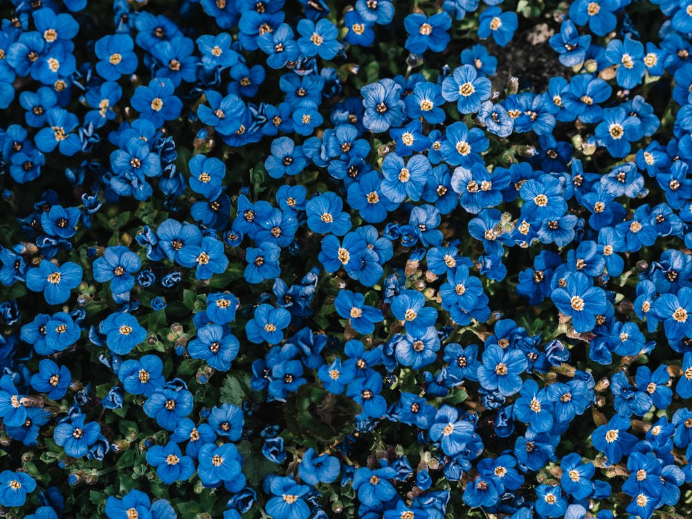 海葵花 桌布 壁紙 — 一片密集的鮮藍色花朵，帶有黃色中心，緊密地綻放在深綠色葉片之間。