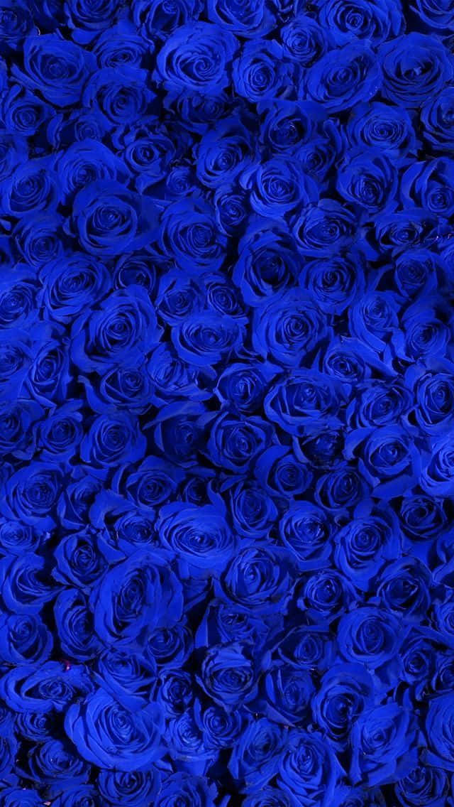 Rose Flower 桌布 壁紙 — 一片密集的鮮豔皇家藍玫瑰，以豐富紋理的花卉圖案填滿畫面。
