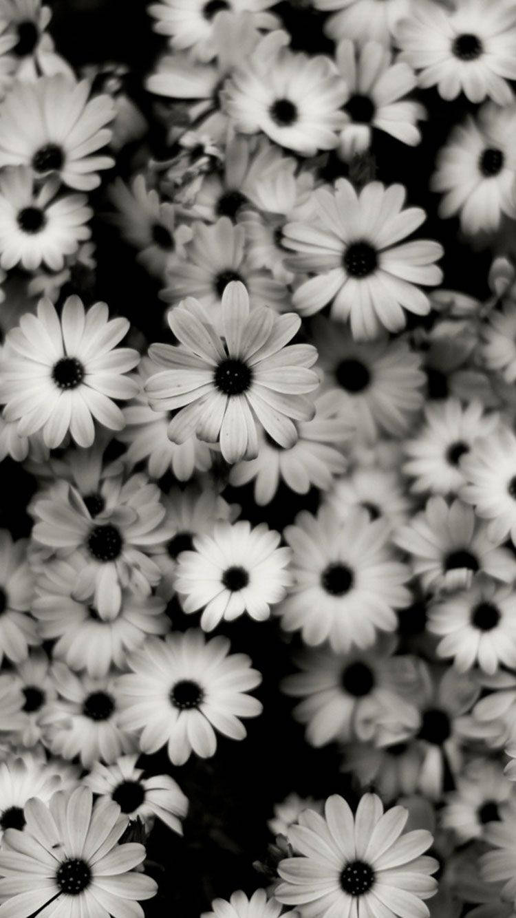 Black And White iPhone 桌布 壁紙 — 一片密集的黑白雛菊田，花瓣潔白，花心深色，襯托在深黑色背景上。