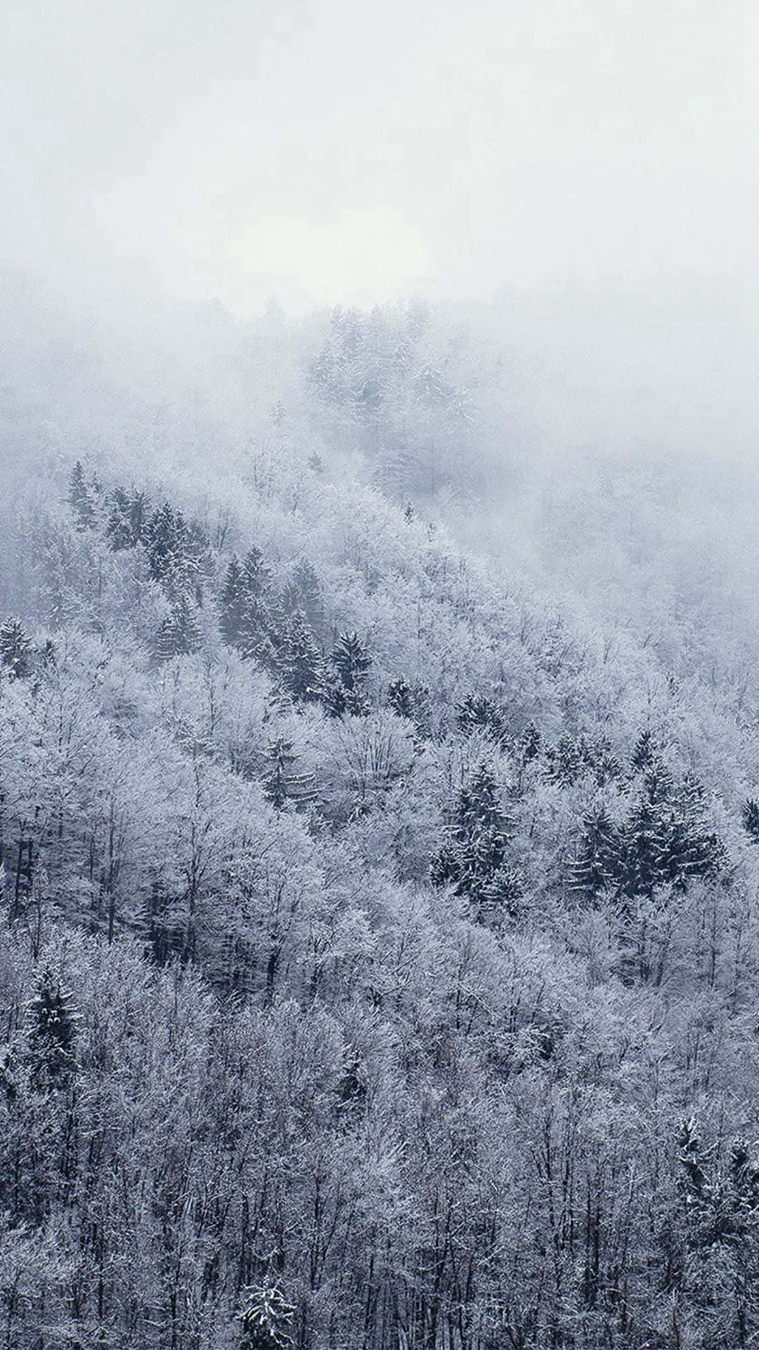 聖誕節 桌布 壁紙 — 一片寧靜的冬季森林，白雪覆蓋，霧氣從樹木中升起，天空蒼白。