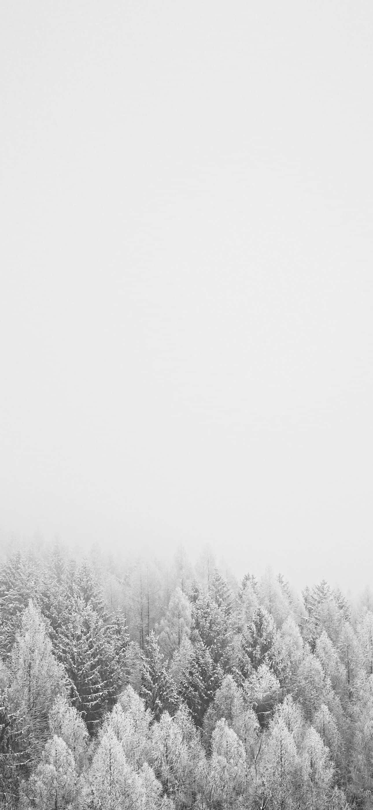 1290x2796 桌布 壁紙 — 一片寧靜的冬季森林，白雪覆蓋的常綠樹從濃霧中浮現，天空呈淡灰色。