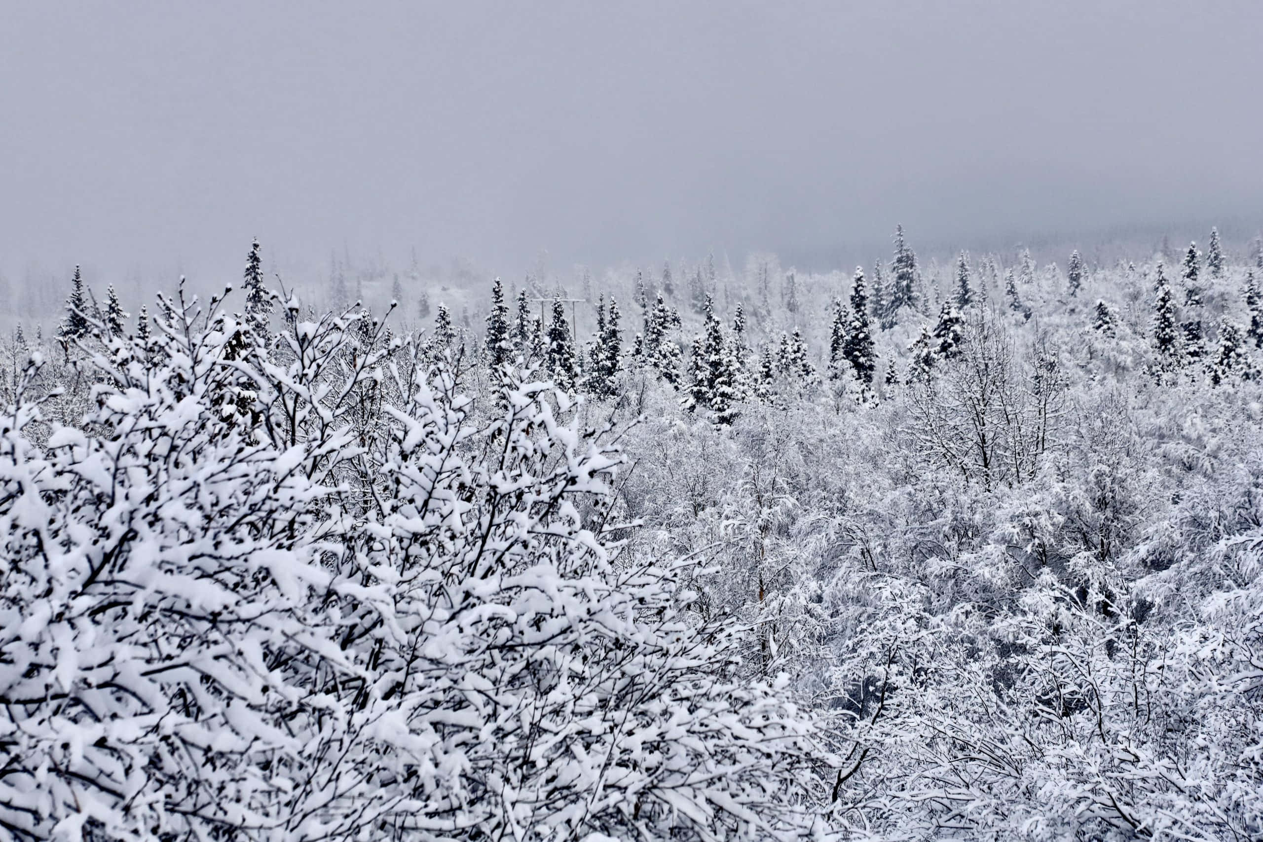 Anchorage Alaska 桌布 壁紙 — 一片寧靜的冬季森林，覆蓋著厚厚的積雪，結霜的樹枝伸向朦朧的灰色天空。