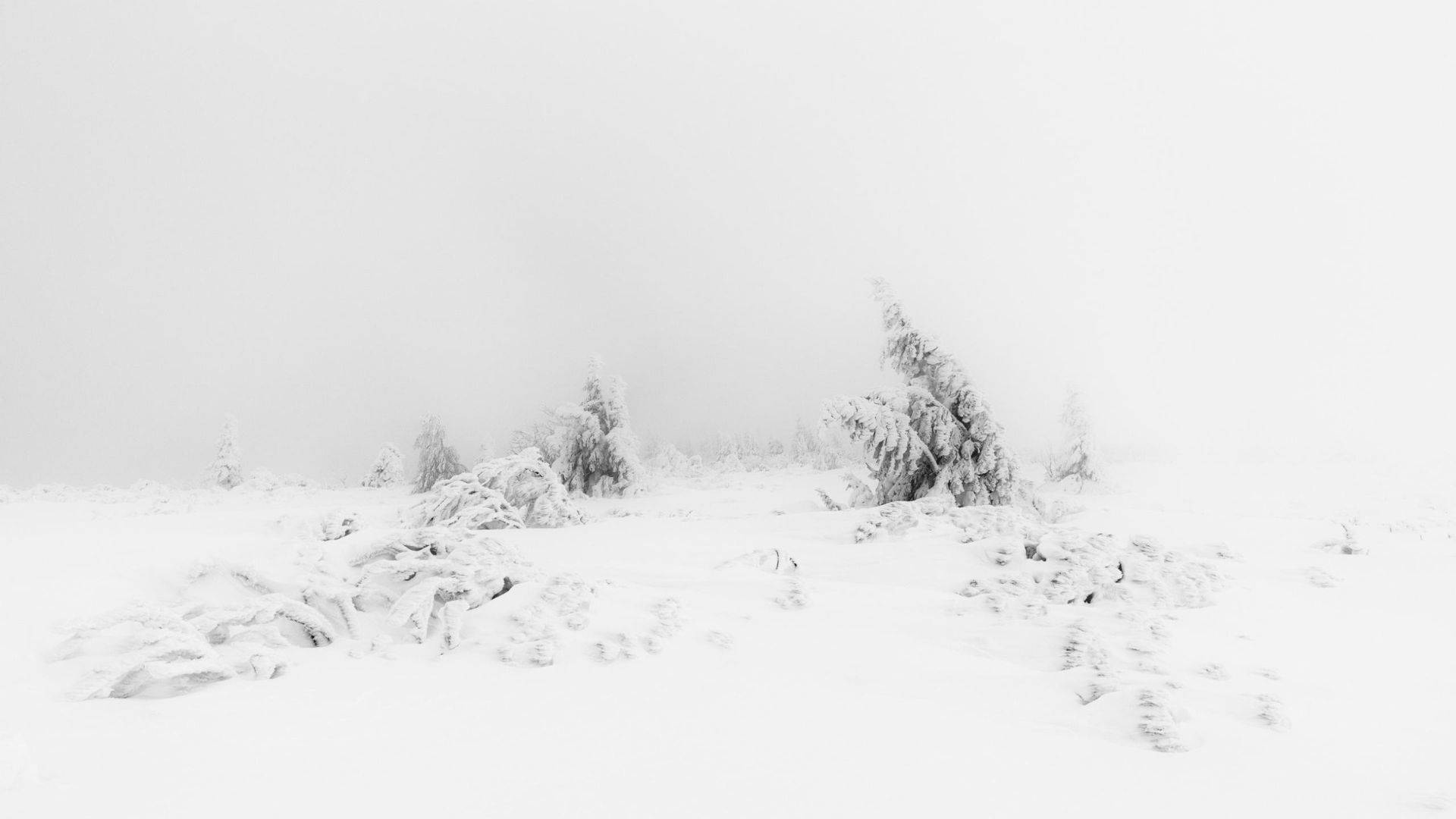 美學白 桌布 壁紙 — 一片寧靜的冬日景象，白雪覆蓋的樹木和灌木在霧濛濛的灰色天空下顯得潔白。