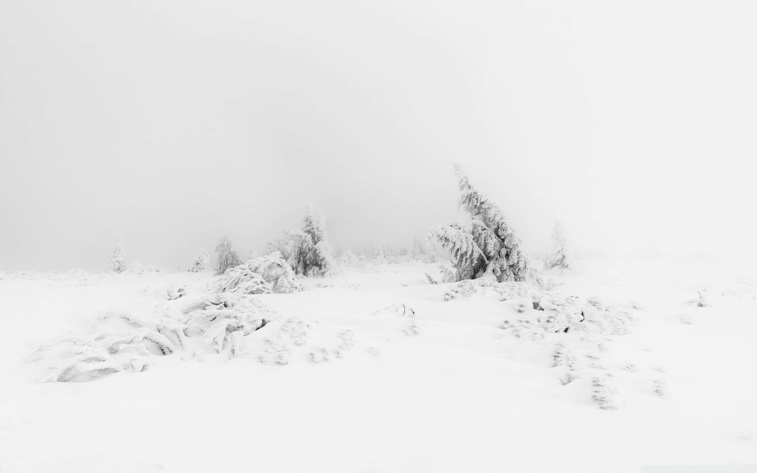 Soft White Aesthetic 桌布 壁紙 — 一片寧靜的冬日景象，白雪覆蓋的樹木和灌木在霧濛濛的灰色天空下顯得潔白。