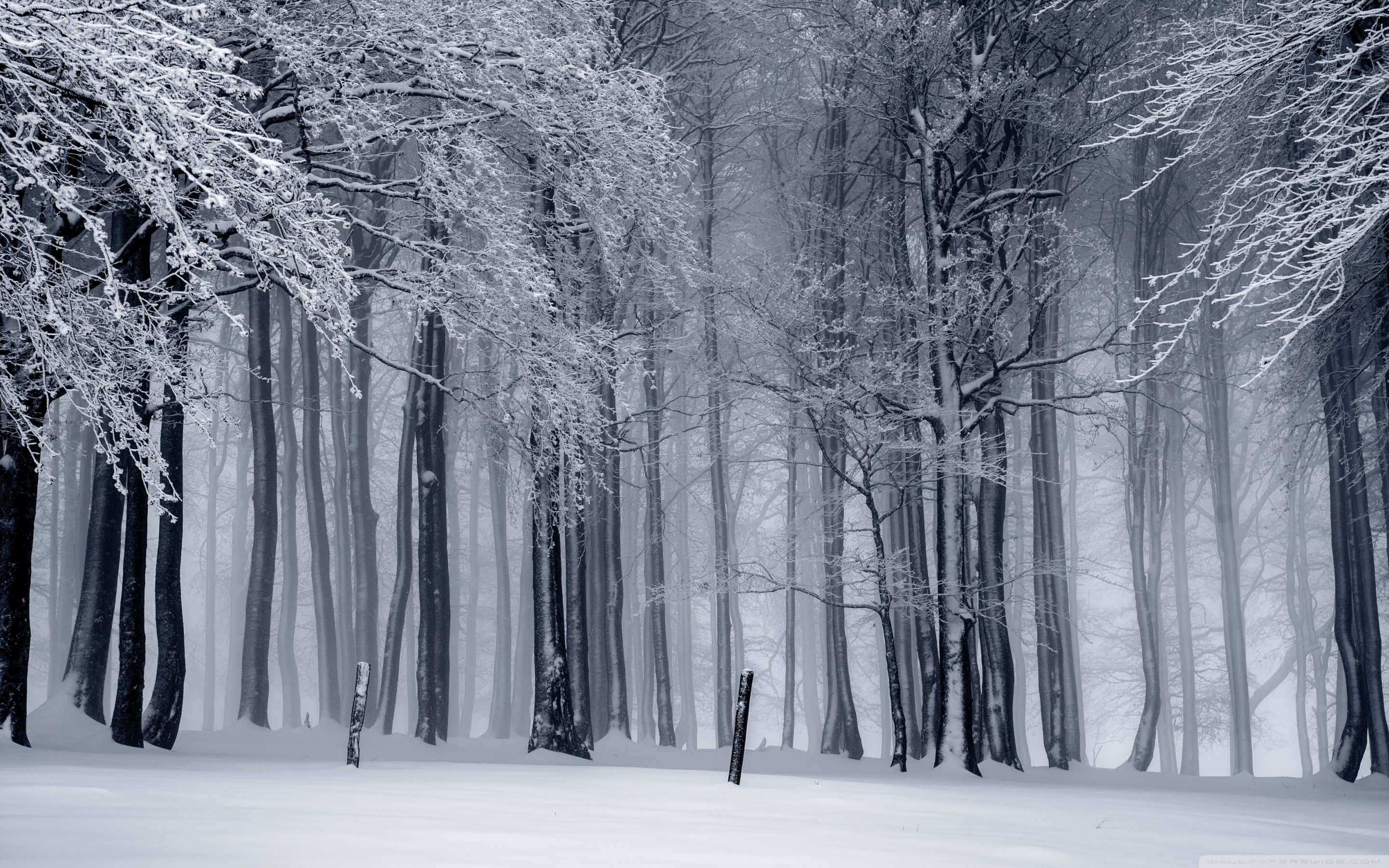 Winter Forest 桌布 壁紙 — 一片寧靜的冬日森林，樹枝上掛滿積雪，霧氣瀰漫，營造出寂靜空靈的氛圍。