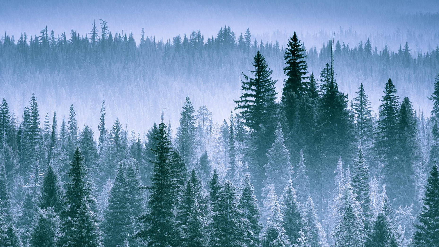 Oregon 桌布 壁紙 — 一片寧靜的冬日森林，白雪覆蓋的常青樹在朦朧的天空下逐漸融入迷濛的藍色層次。