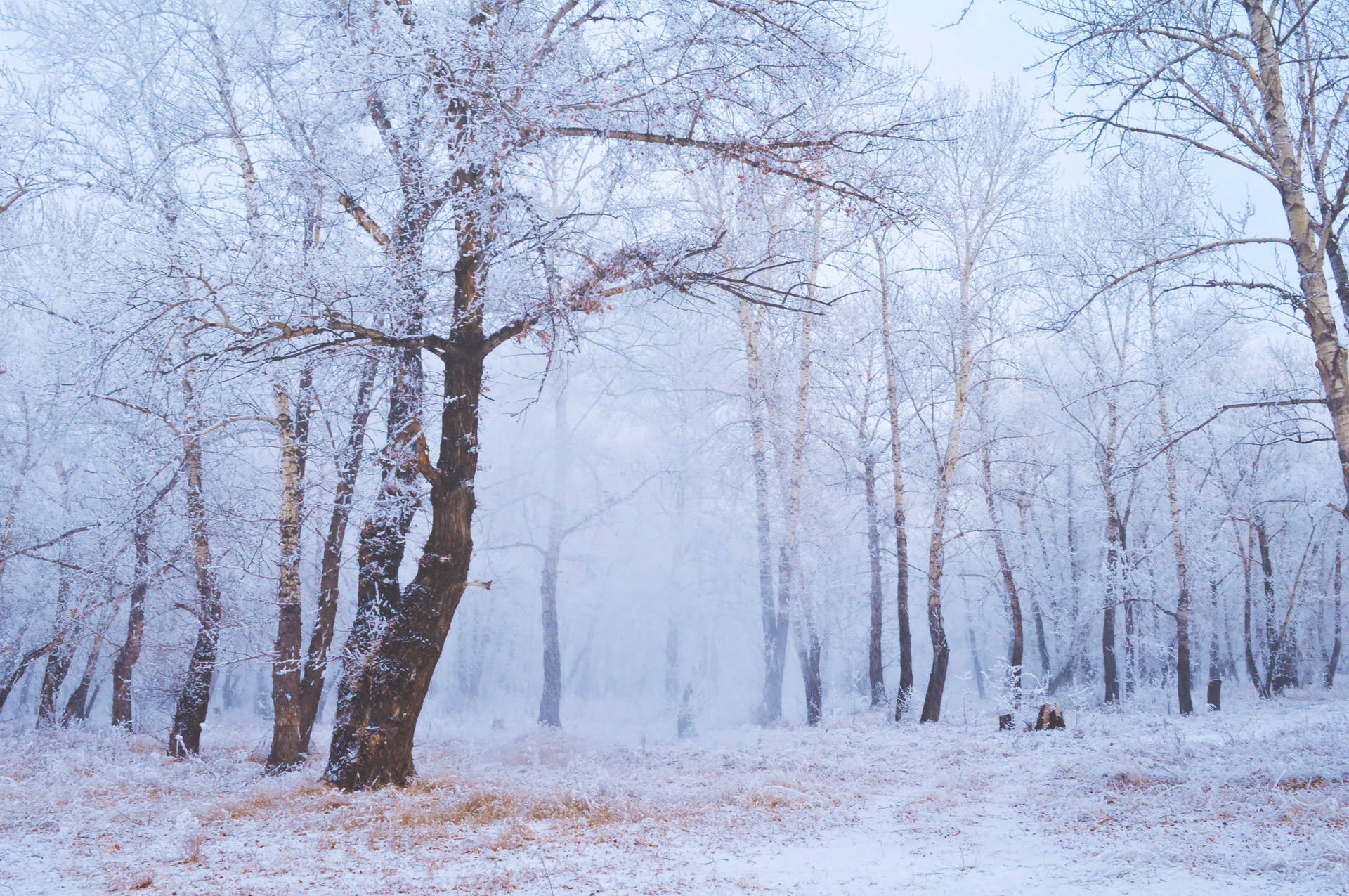 Winter Forest Phone 桌布 壁紙 — 一片寧靜的冬日森林，白雪覆蓋的樹木和結霜的樹枝，在柔和的藍天下。