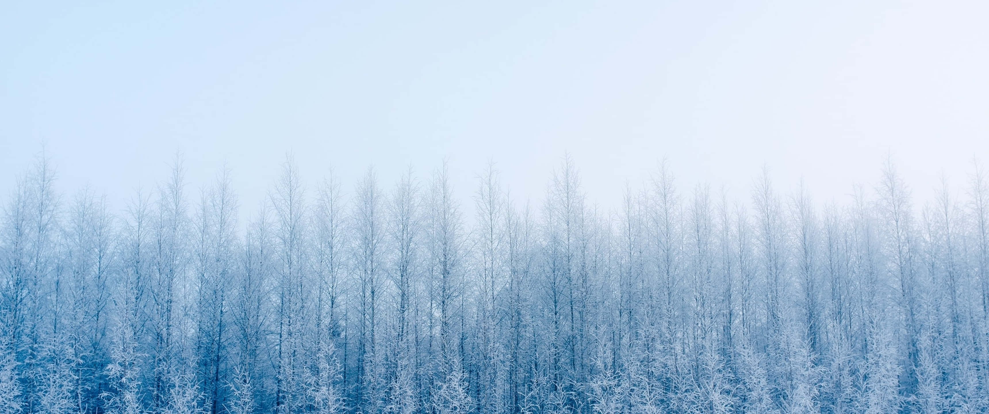 桌布 壁紙 — 一片寧靜的冬日森林，白雪覆蓋的樹木在淡藍色天空下。
