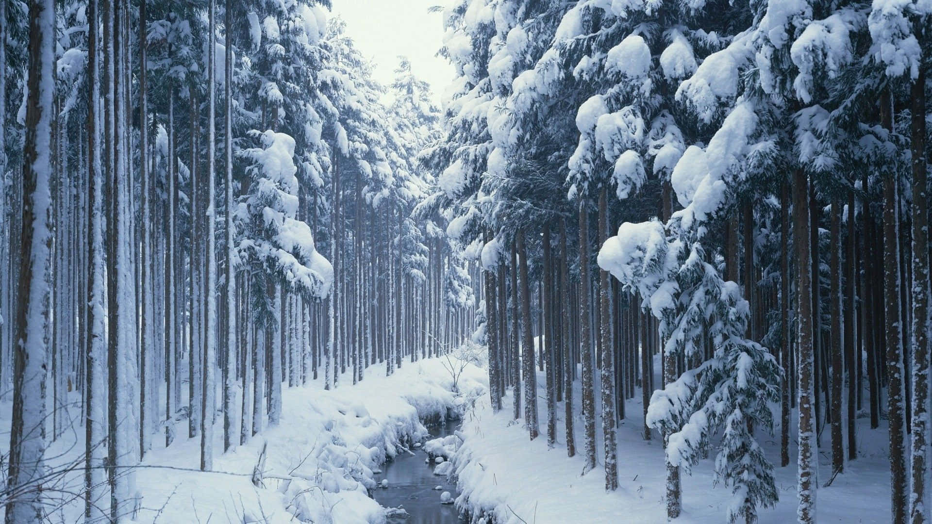 Winter Trees 桌布 壁紙 — 一片寧靜的冬日森林，積雪的常青樹環繞著一條蜿蜒穿過寂靜樹林的狹窄溪流。
