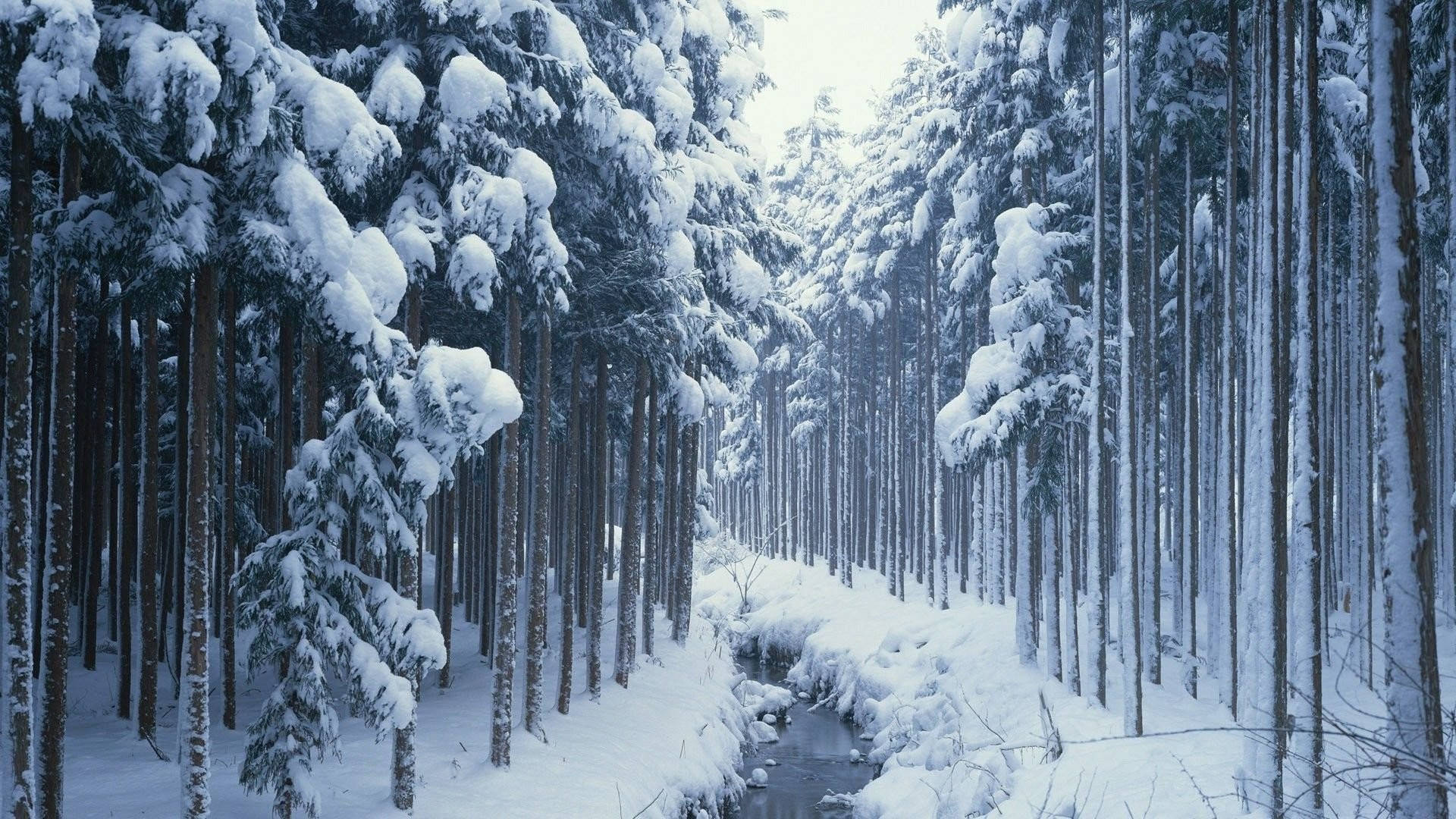 風景 桌布 壁紙 — 一片寧靜的冬日森林，積雪的松樹環繞著一條蜿蜒穿過寂靜樹林的狹窄溪流。