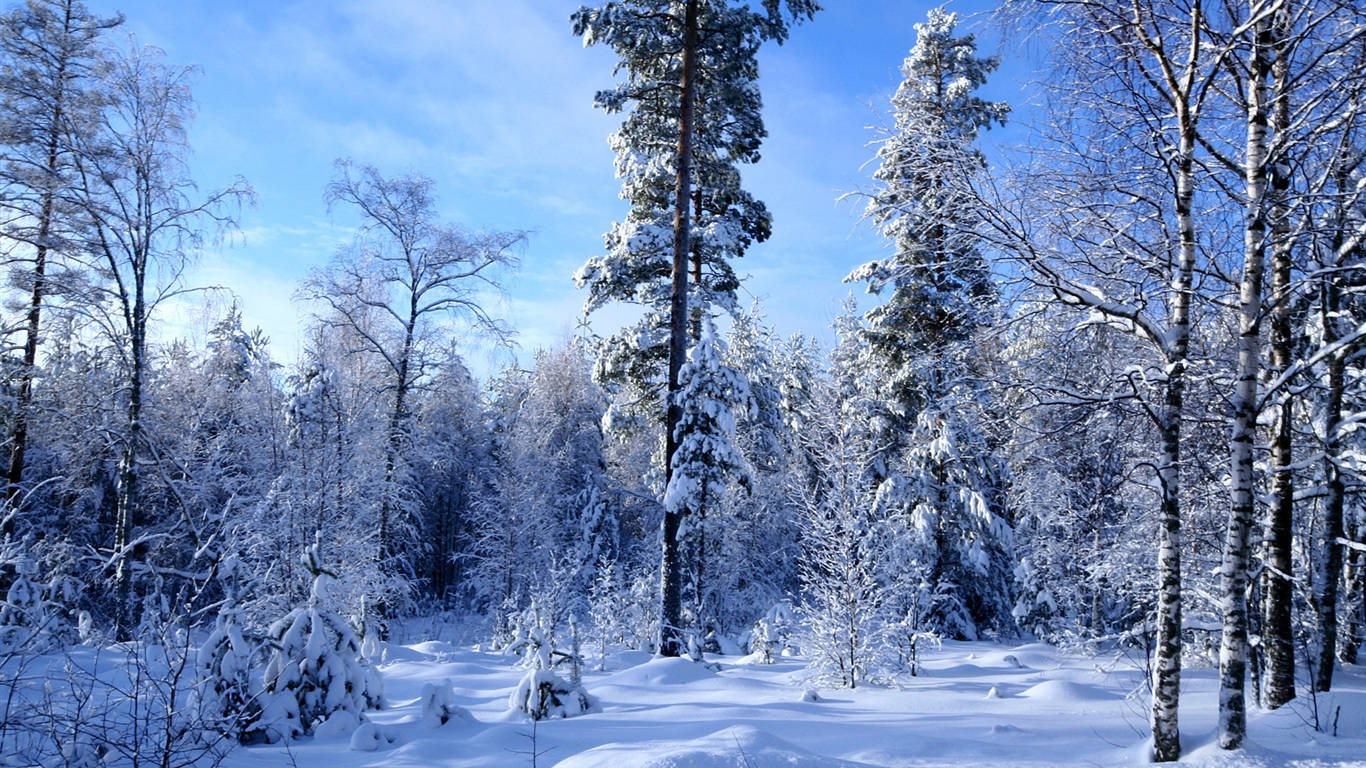 桌布 壁紙 — 一片寧靜的冬日森林，雪壓常青樹與白樺樹，襯著清澈的藍天。