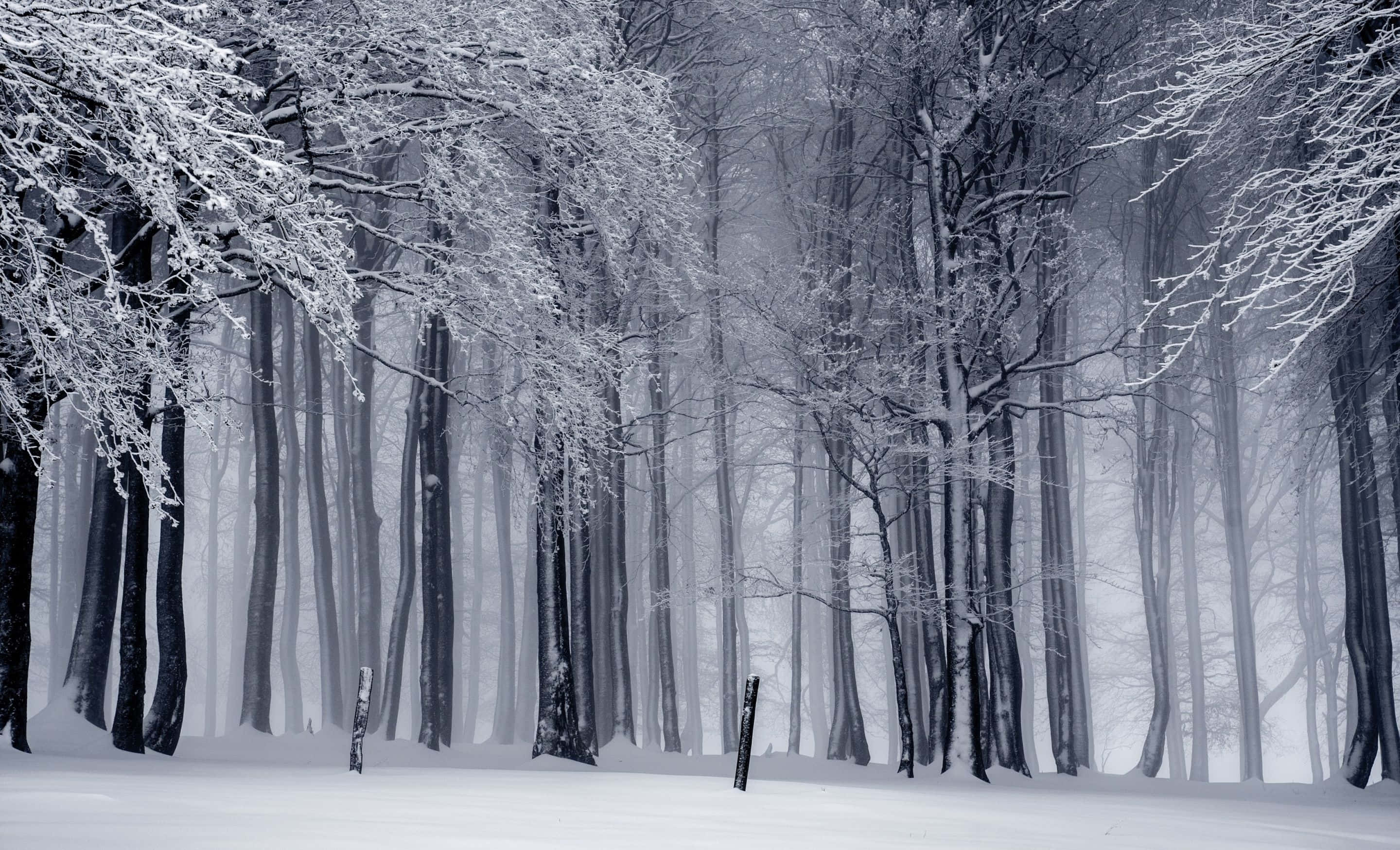 Beautiful Winter 桌布 壁紙 — 一片寧靜的冬日森林，雪壓枝頭，霧氣瀰漫，營造出寂靜空靈的氛圍。