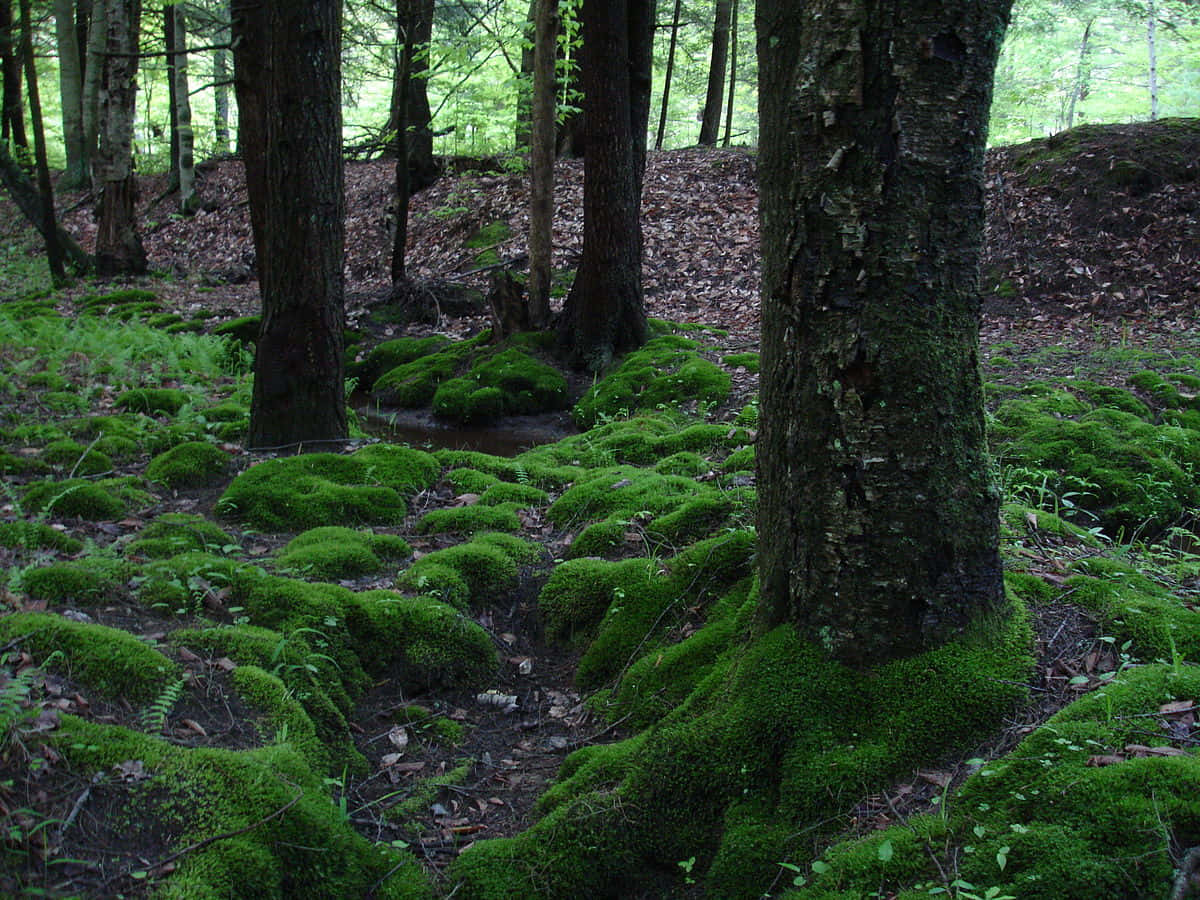 Green Moss 桌布 壁紙 — 一片寧靜的森林地面，被鮮綠色苔蘚覆蓋，纏繞在樹幹周圍，斑駁的陽光灑落其間。